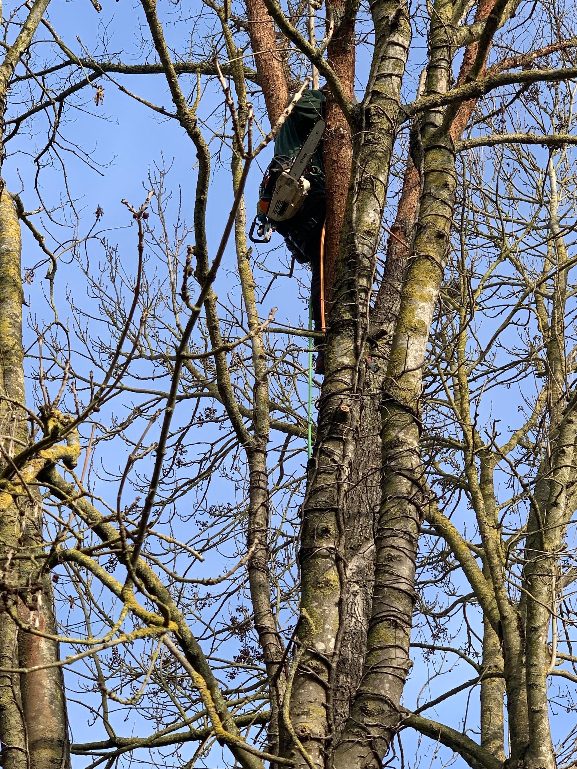 Élagage raisonné branches mortes par notre élagueur