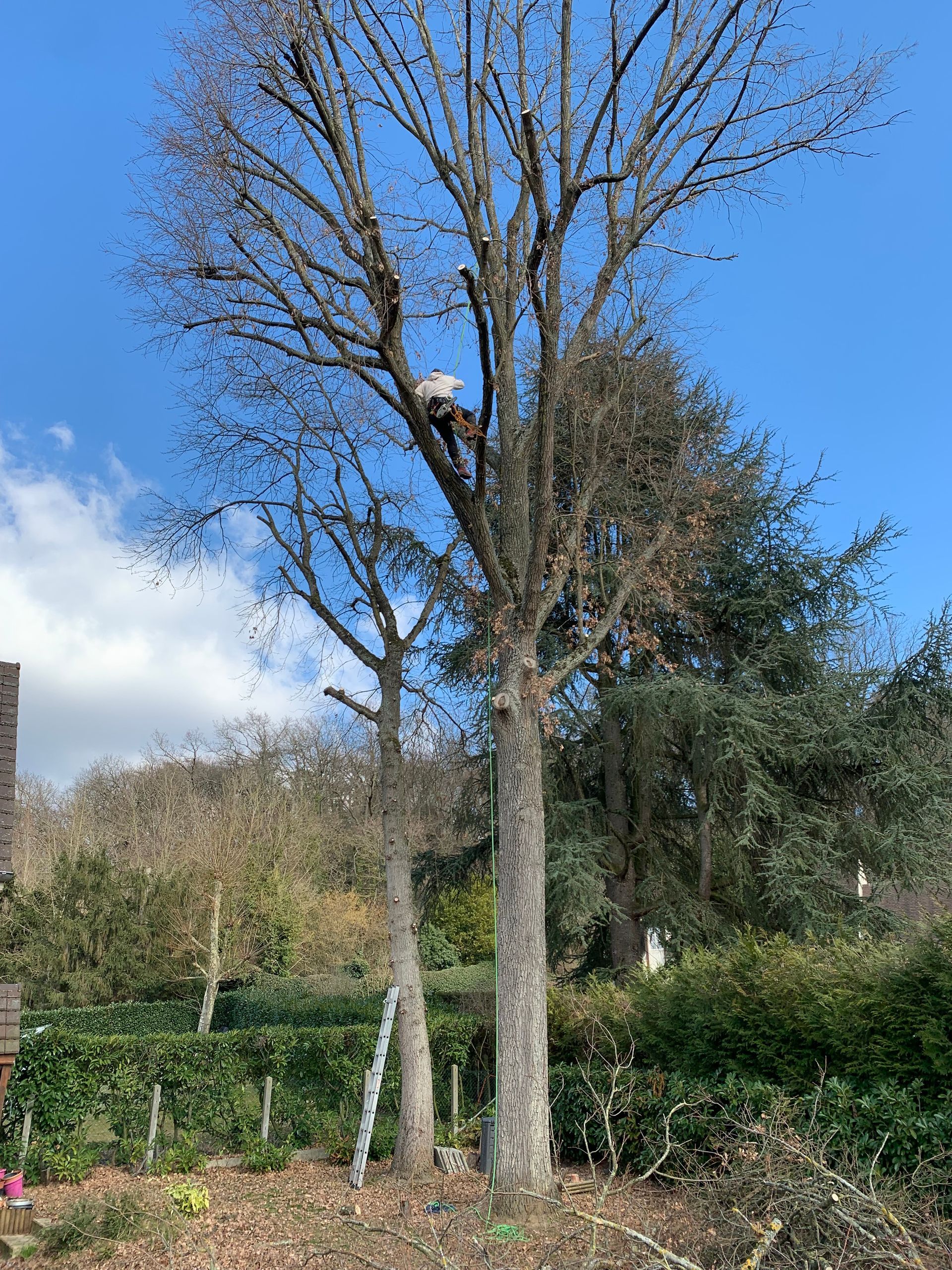 Élagage raisonné de branches mortes, vue d'en bas