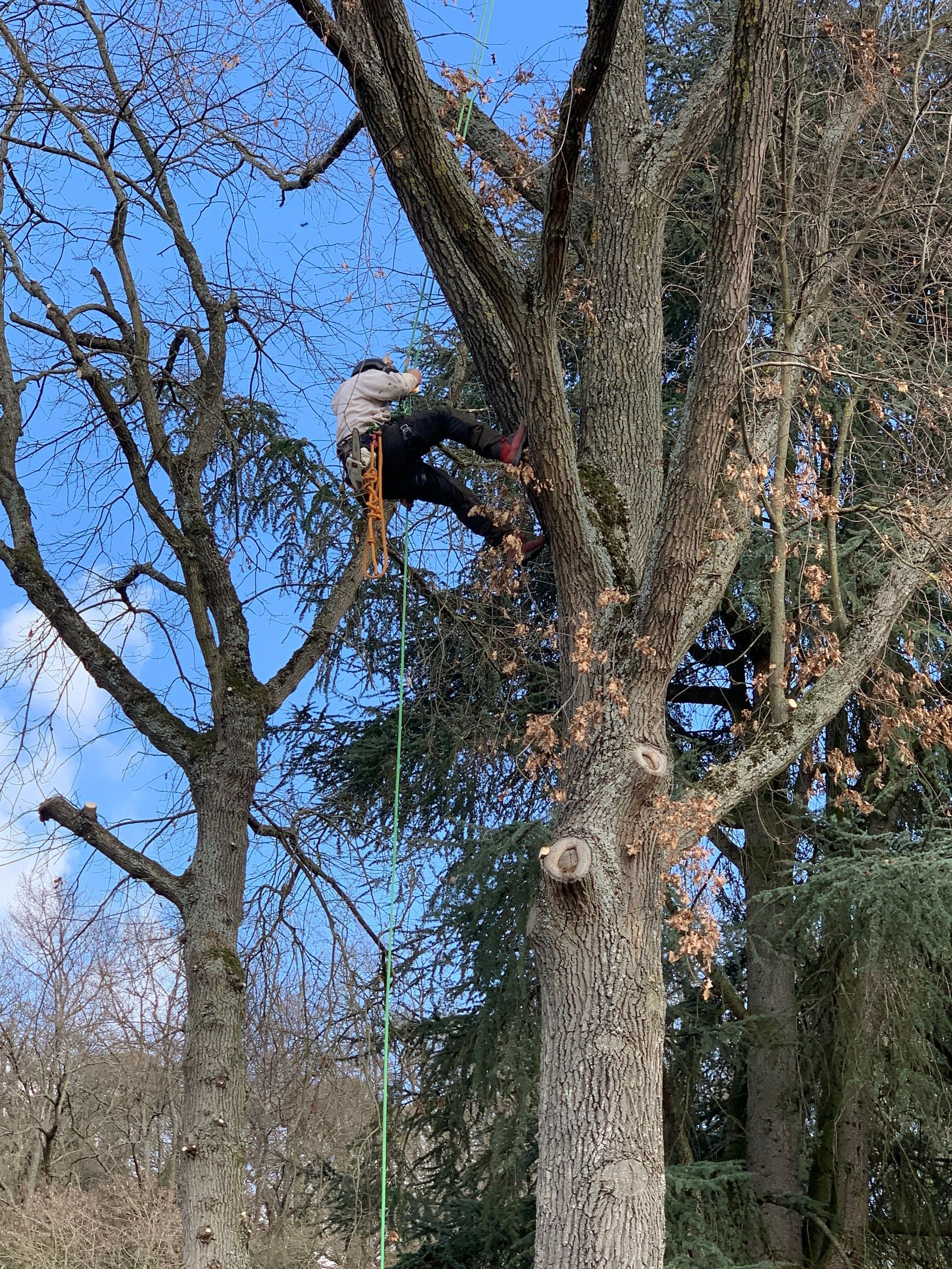 Élagage en cours, par notre entreprise certifiée