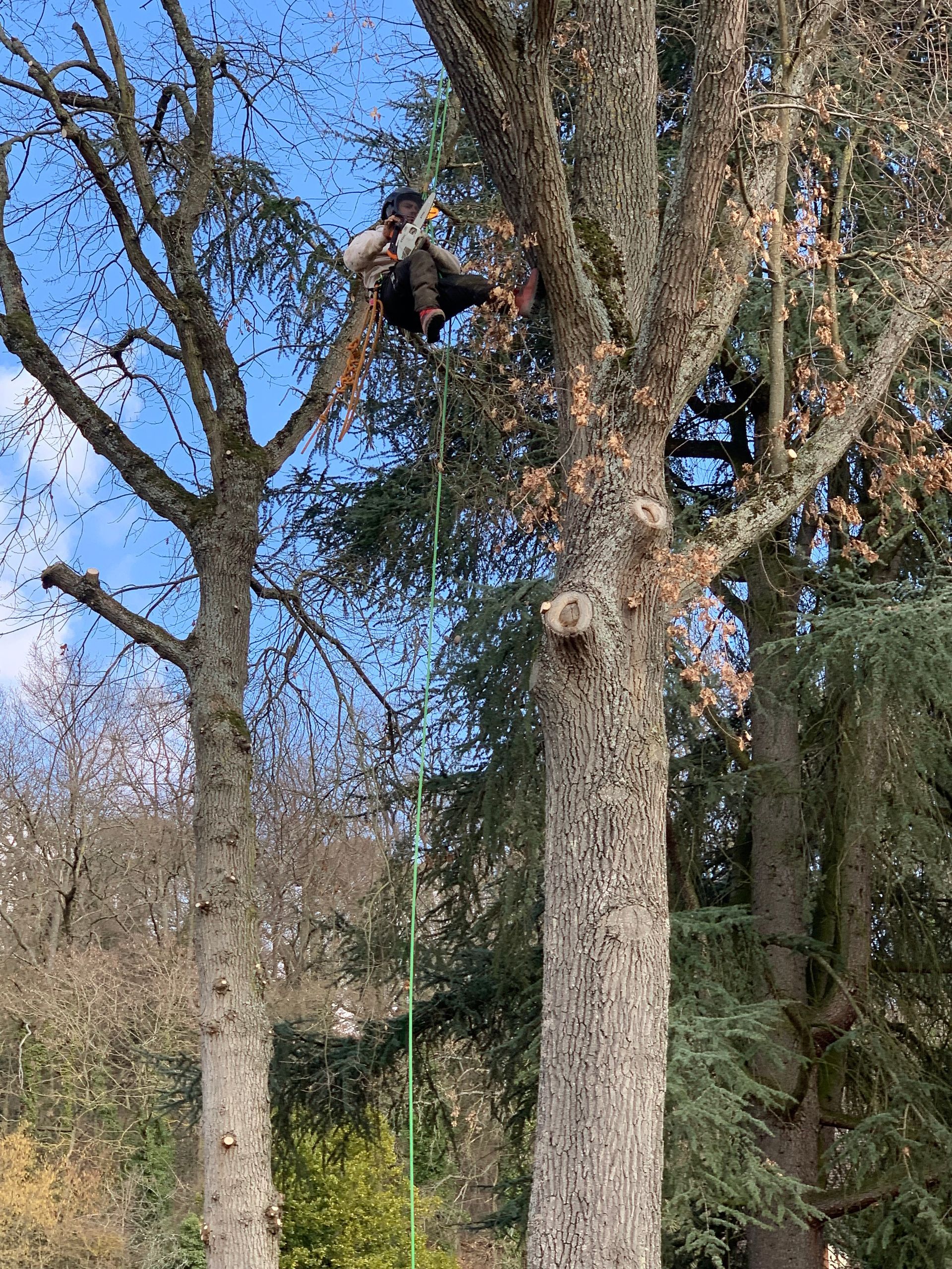 Élagage de branches mortes, grimpeur et ses câbles de grimpe