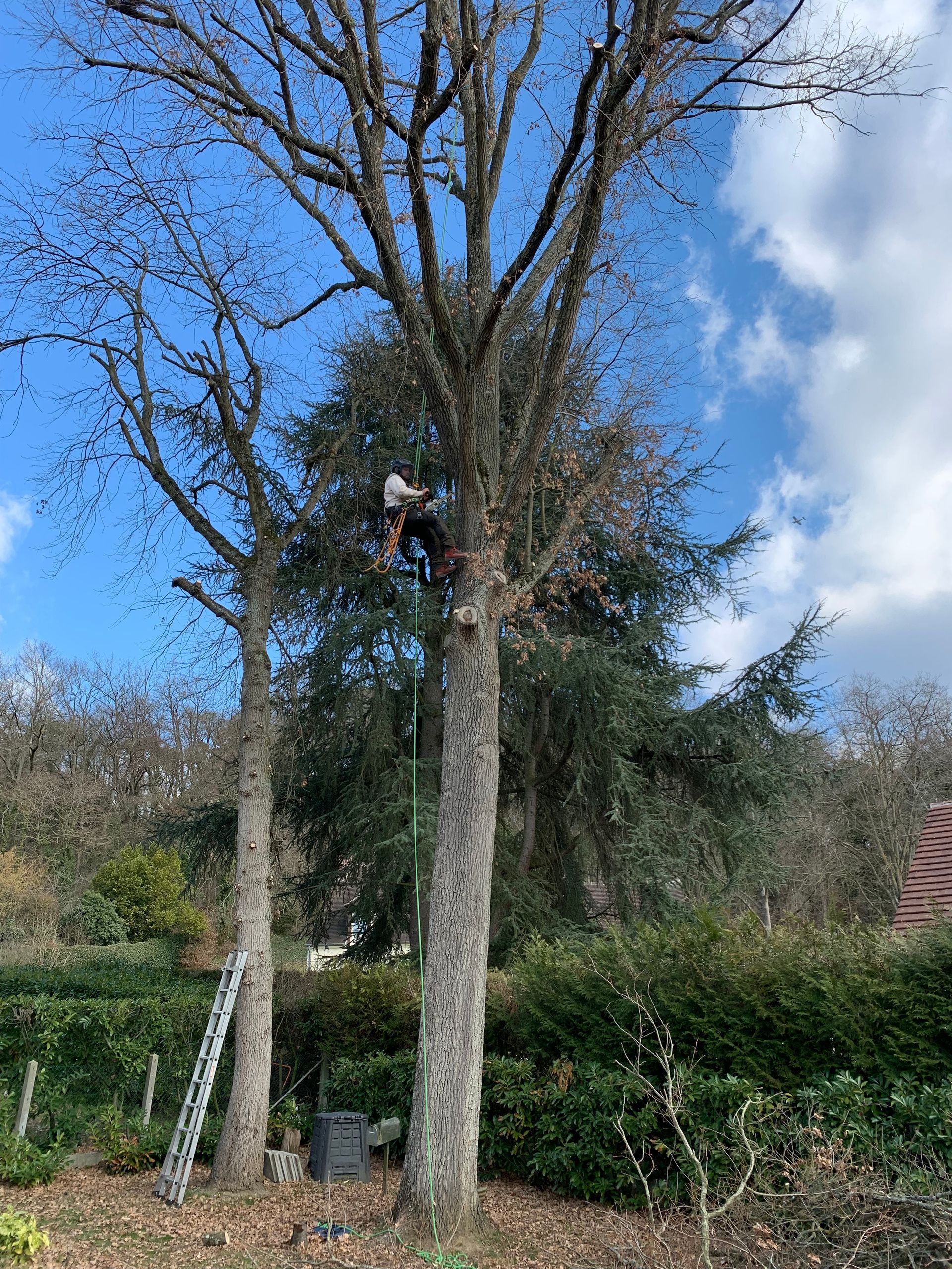 Élagage de branches mortes, élagueur attaché, vue d'en bas