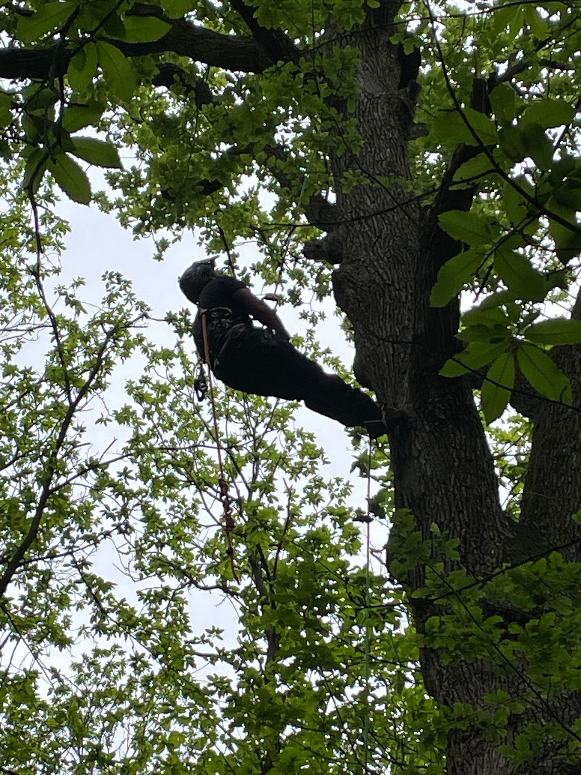 Élagage de branches mortes d'un chêne par notre société certifiée