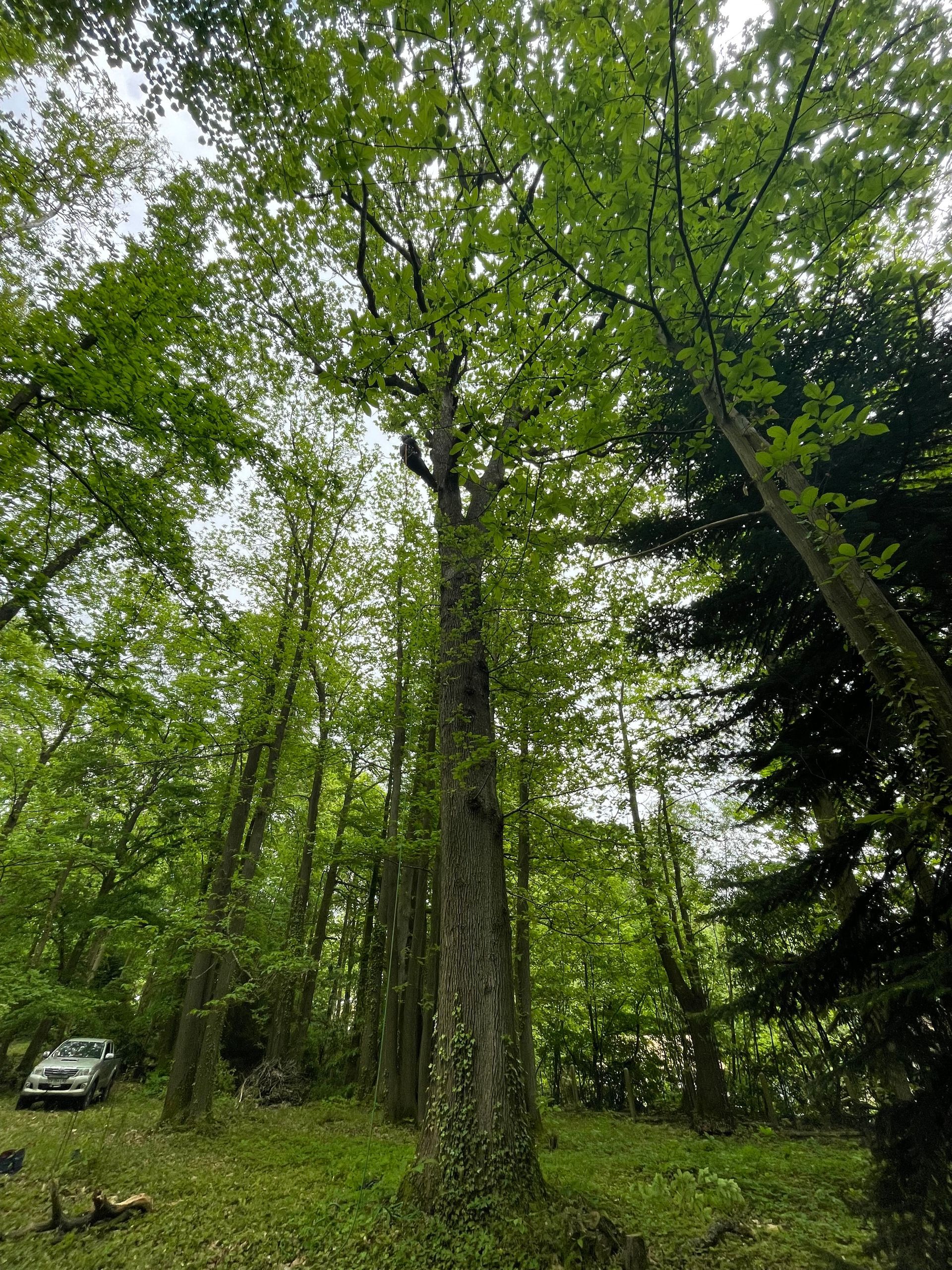 Élagage d'un chêne par Nathan Hery, élagueur expérimenté