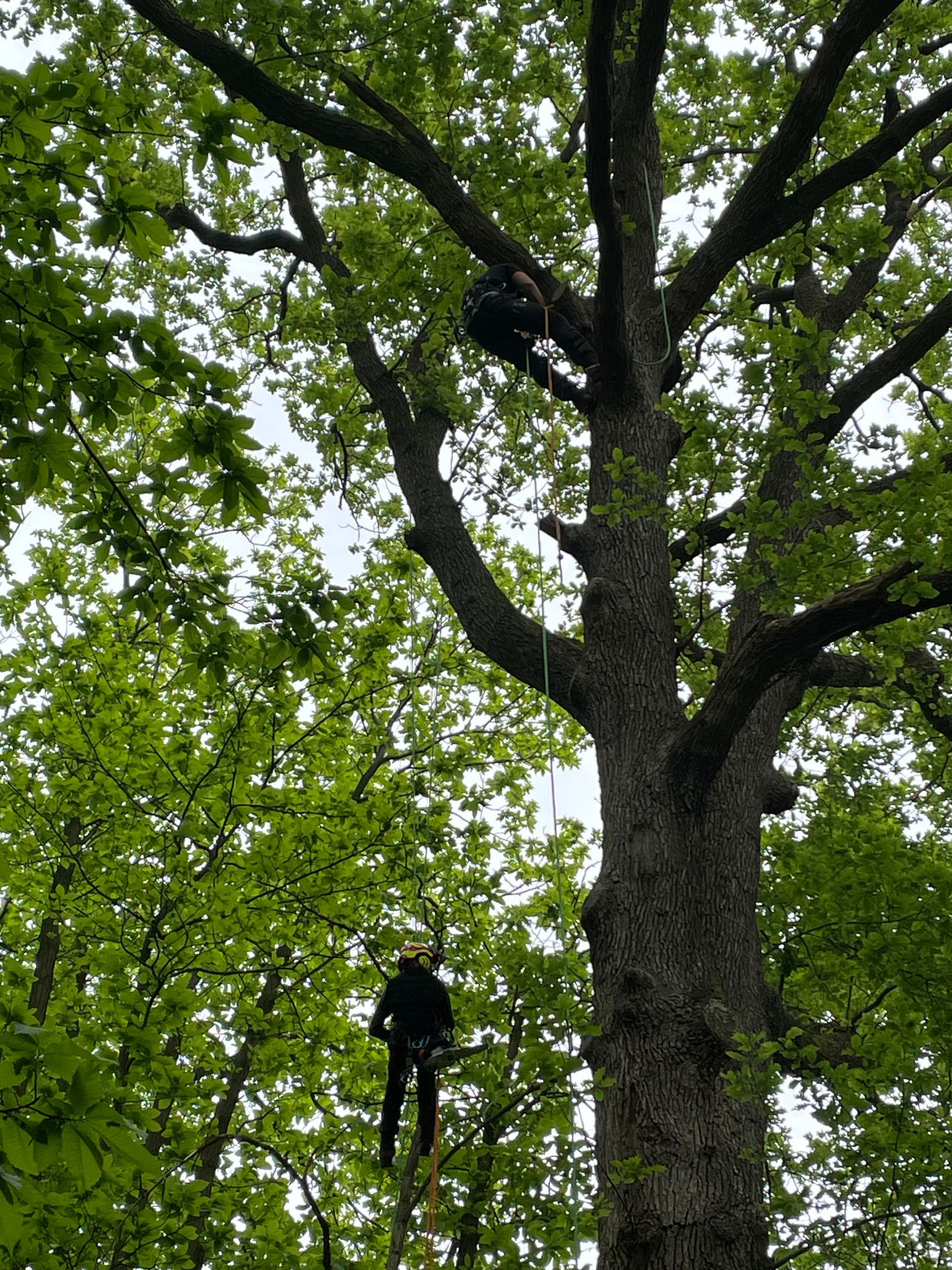 Élagage de branches mortes d'un chêne, hauteur de 30 mètres