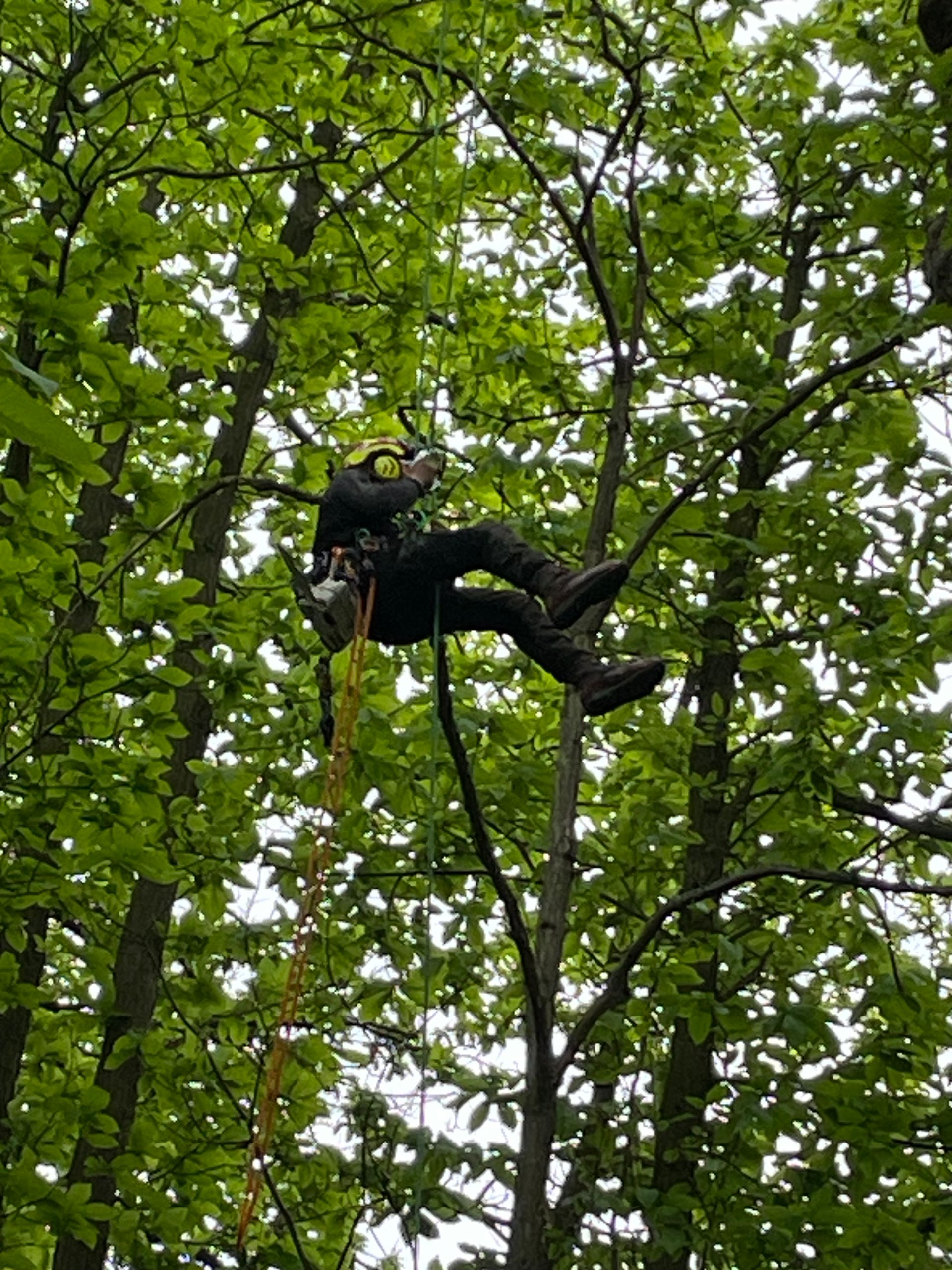 Élagage de branches mortes d'un chêne, 30 mètres