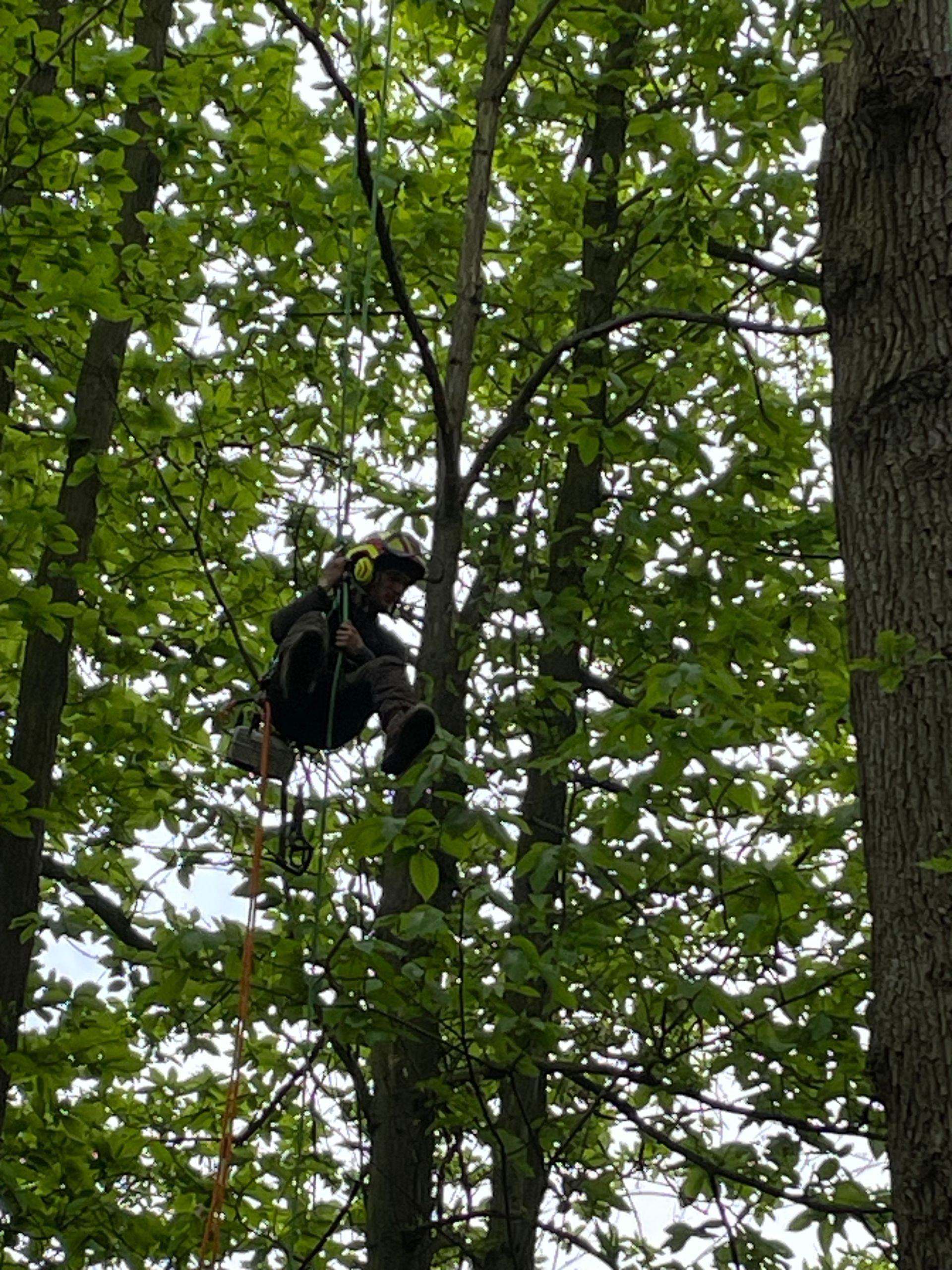 Élagage de branches mortes d'un chêne, travaux en hauteur : 30 mètres