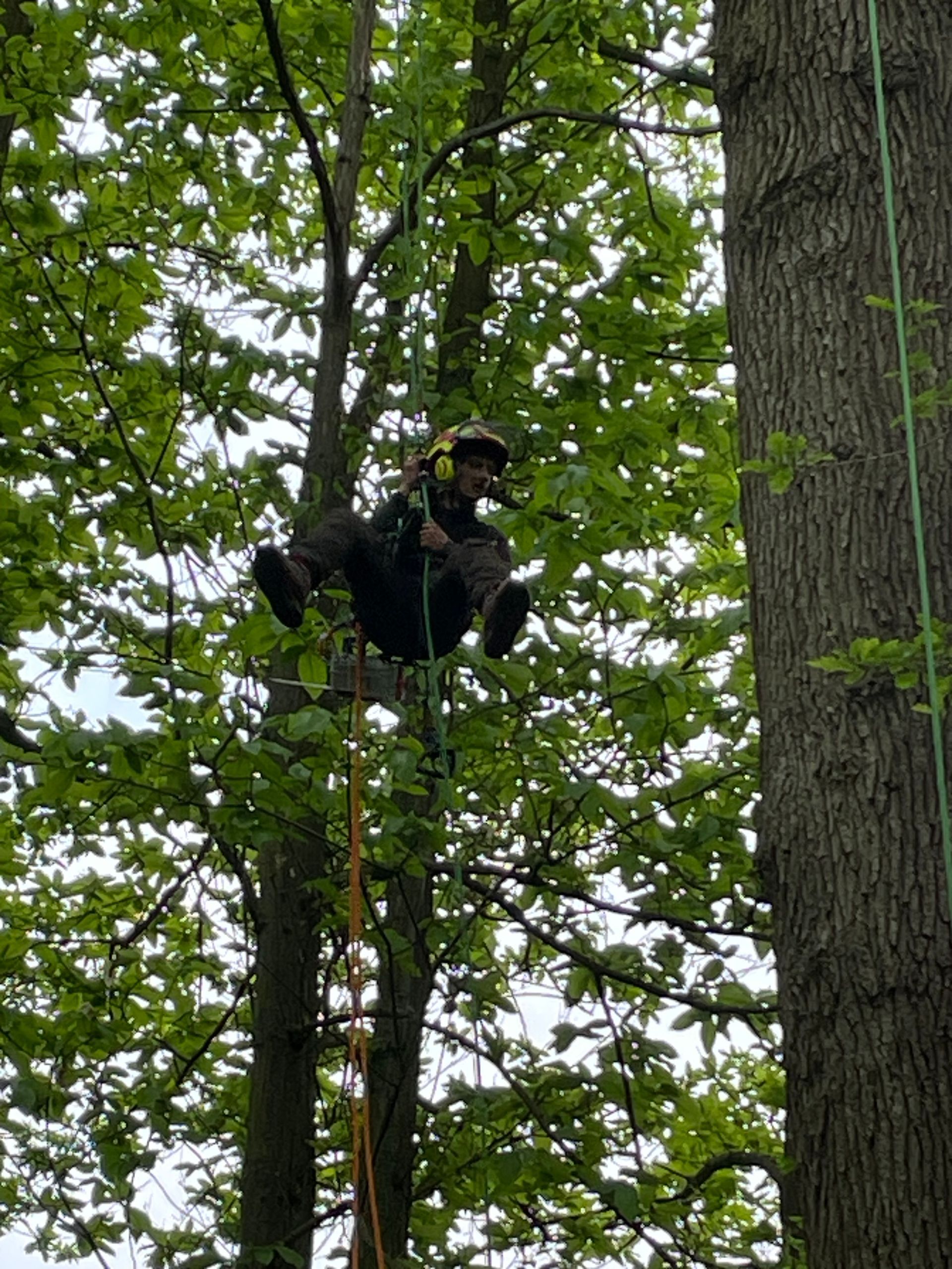 Élagage d'un chêne par Hery and son