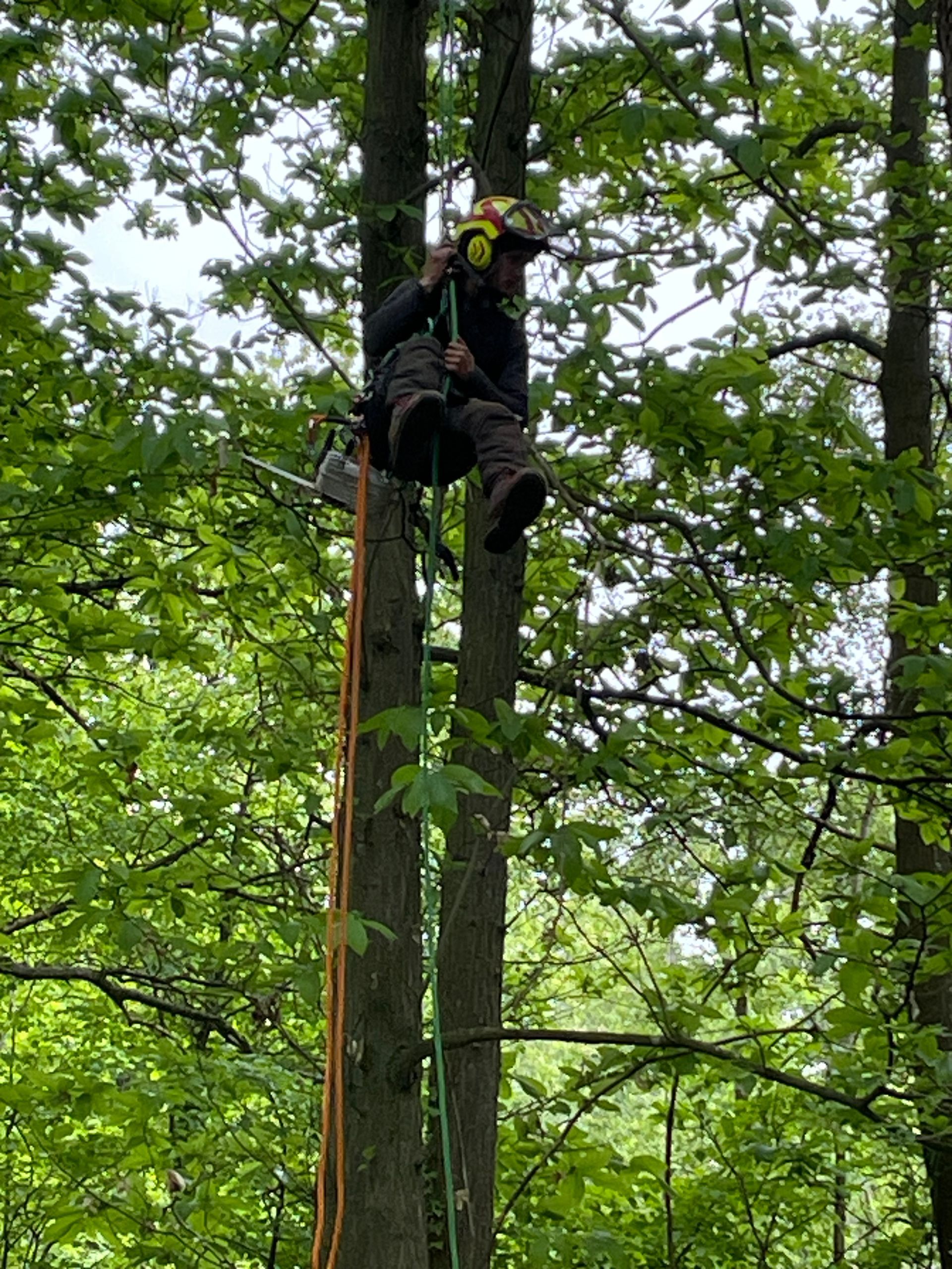 Élagage d'un chêne par Nathan Hery, élagueur professionnel