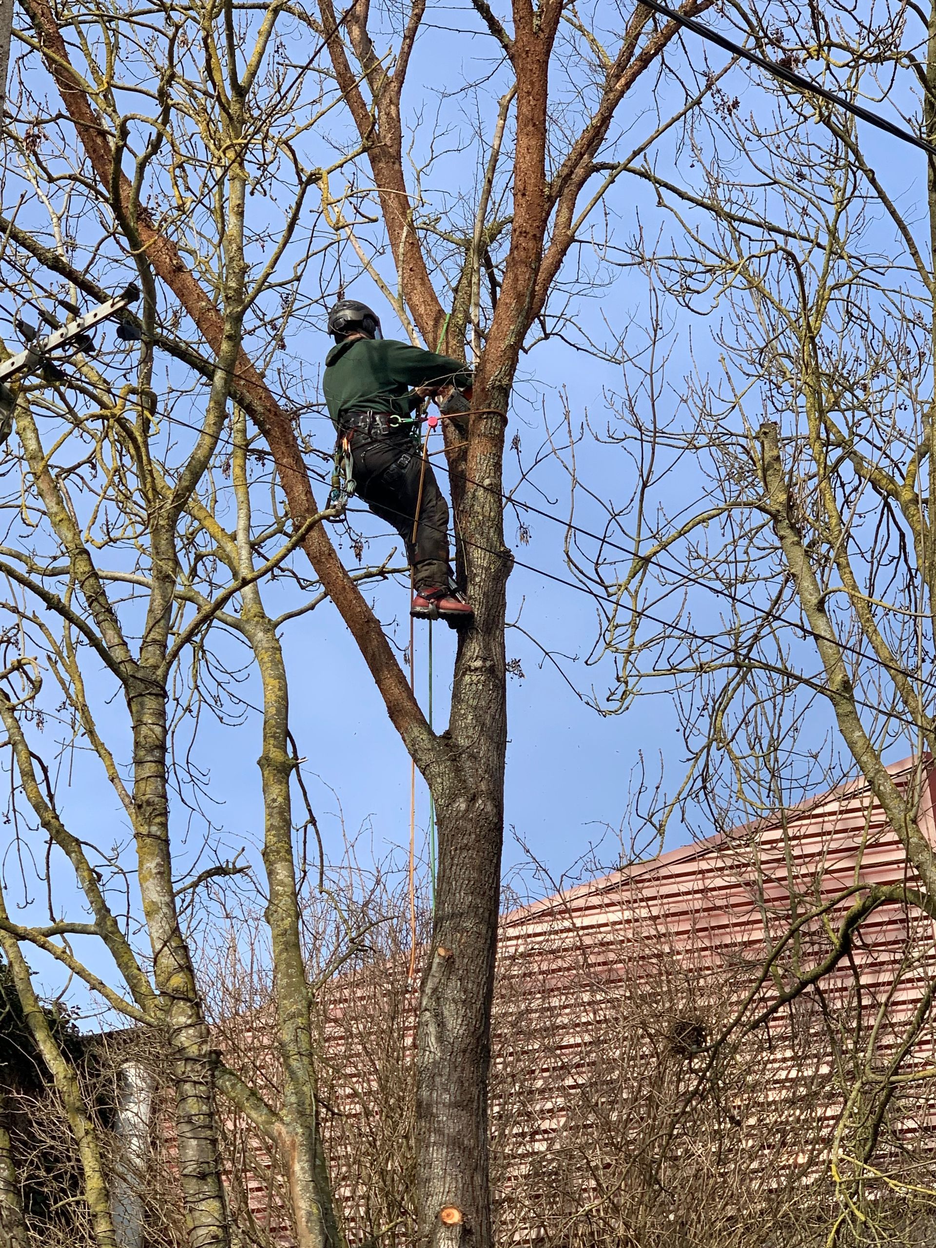 Élagage de sécurité par Nathan Hery, élagueur-grimpeur et arboriste