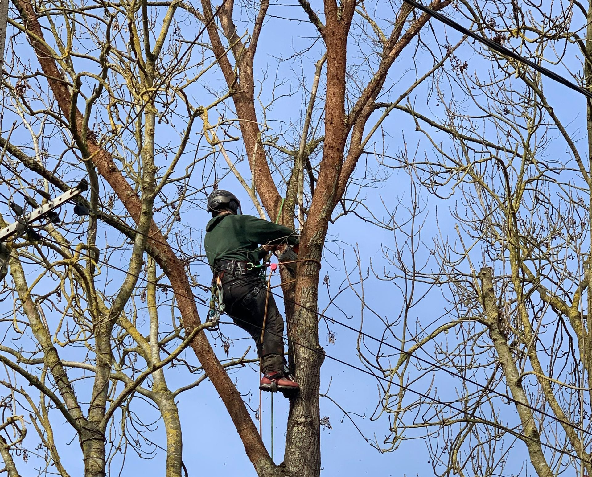 Élagueur dans l'arbre à tailler