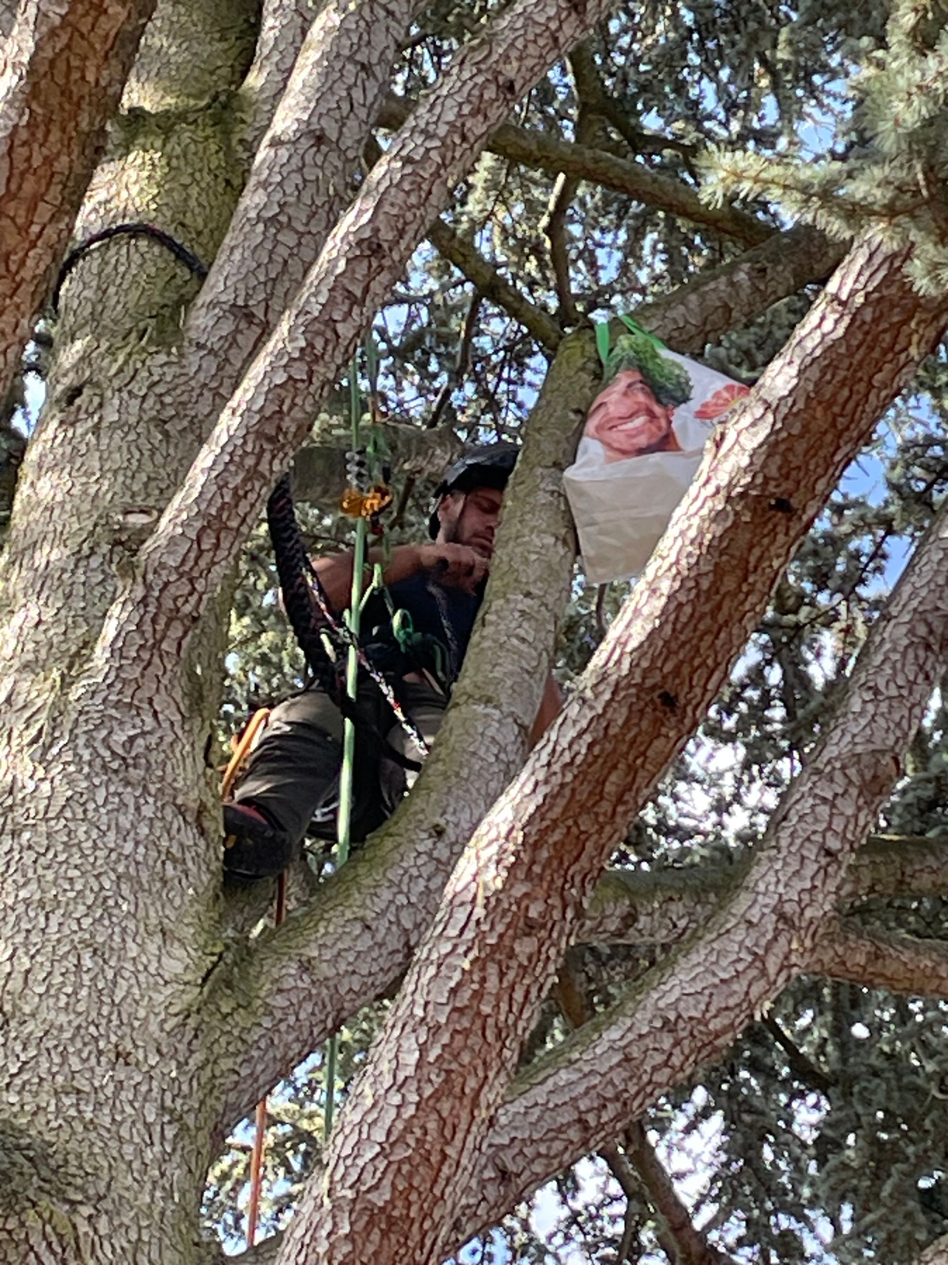 Élagueur dans le cèdre à haubaner