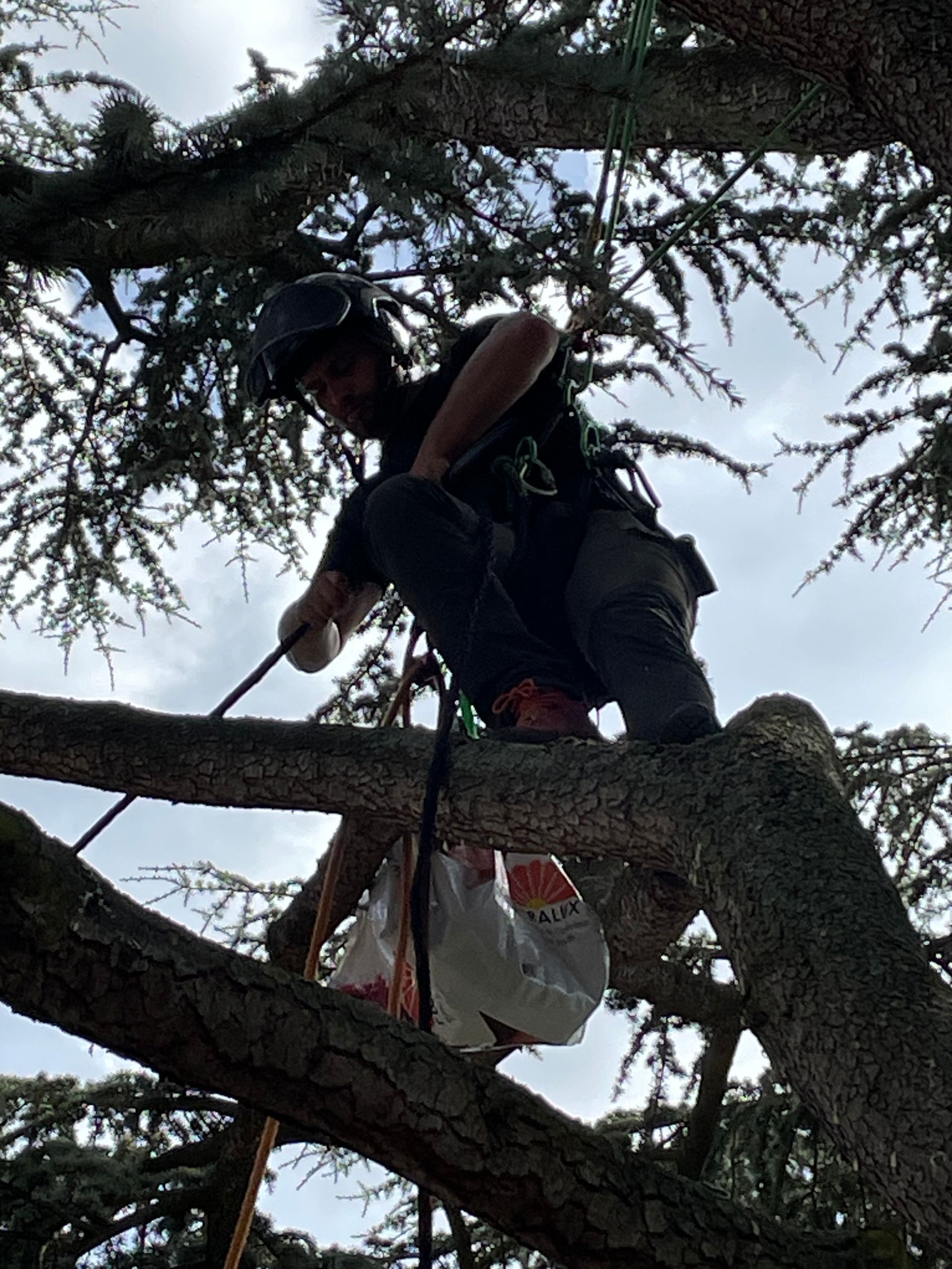 Travaux de haubanage de cèdre, élagage raisonné