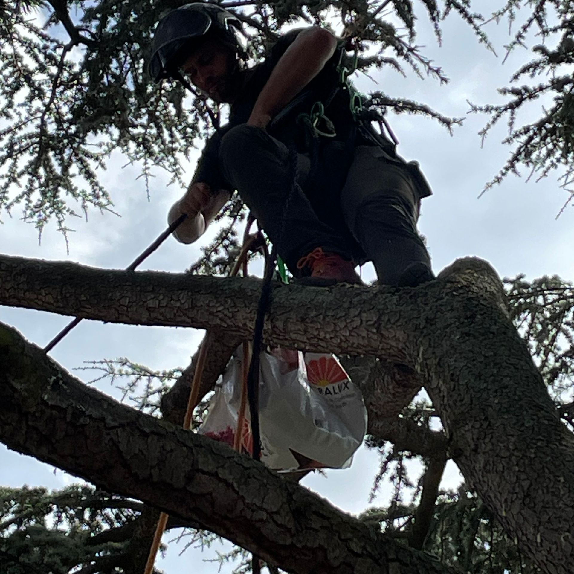 Haubanage en cours, par notre élagueur-arboriste