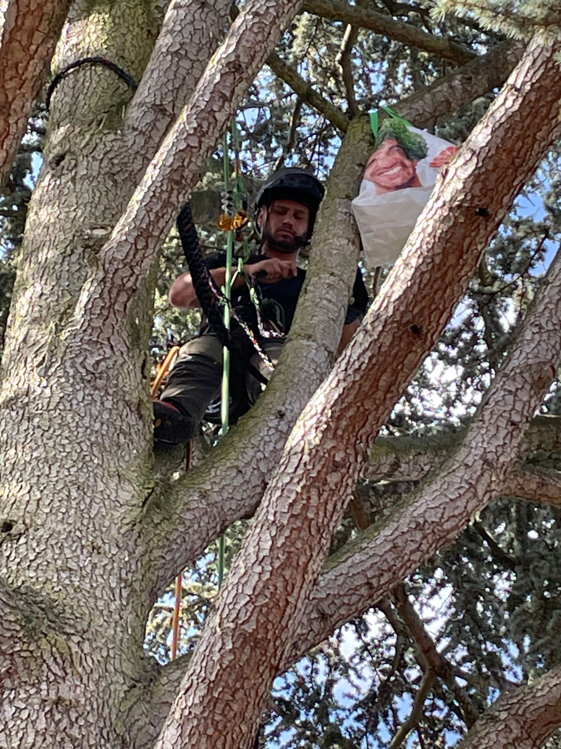 Travaux de haubanage, branches de cèdre