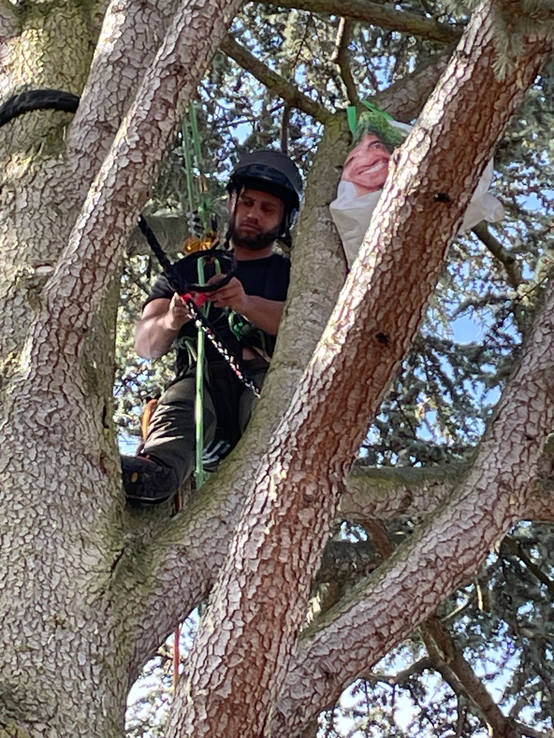 Travaux de haubanage de cèdre