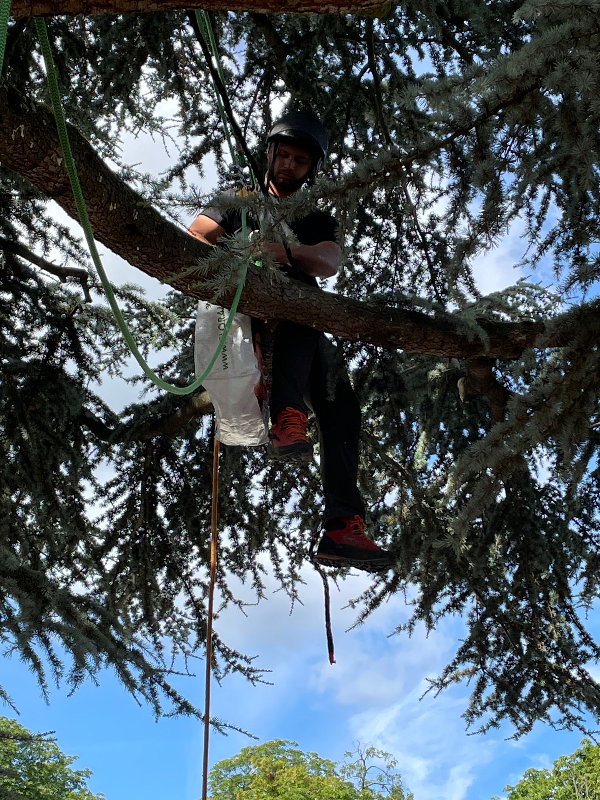 Travaux de haubanage de cèdre par Hery and son