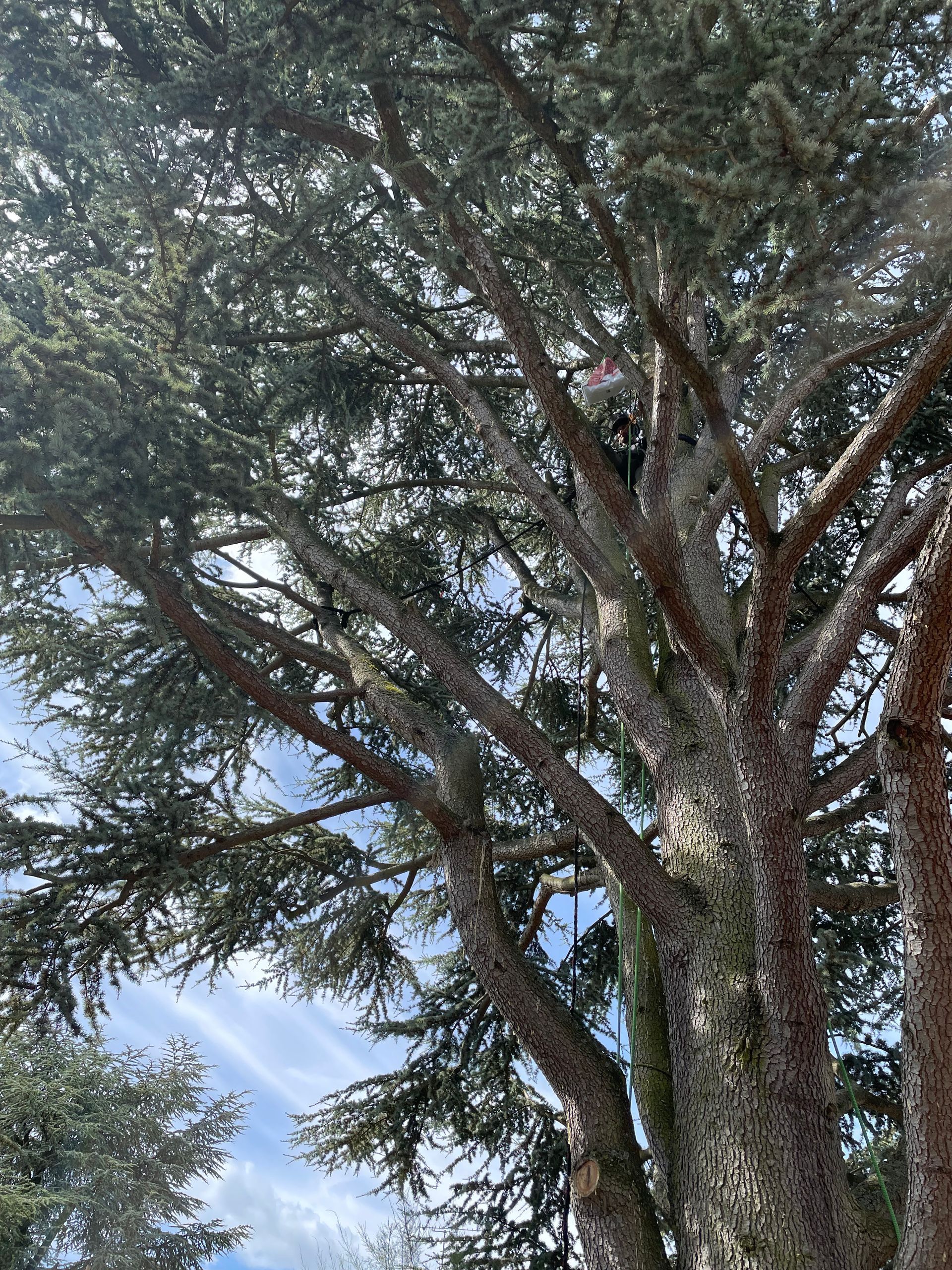 Travaux de haubanage de cèdre par la société Hery and son