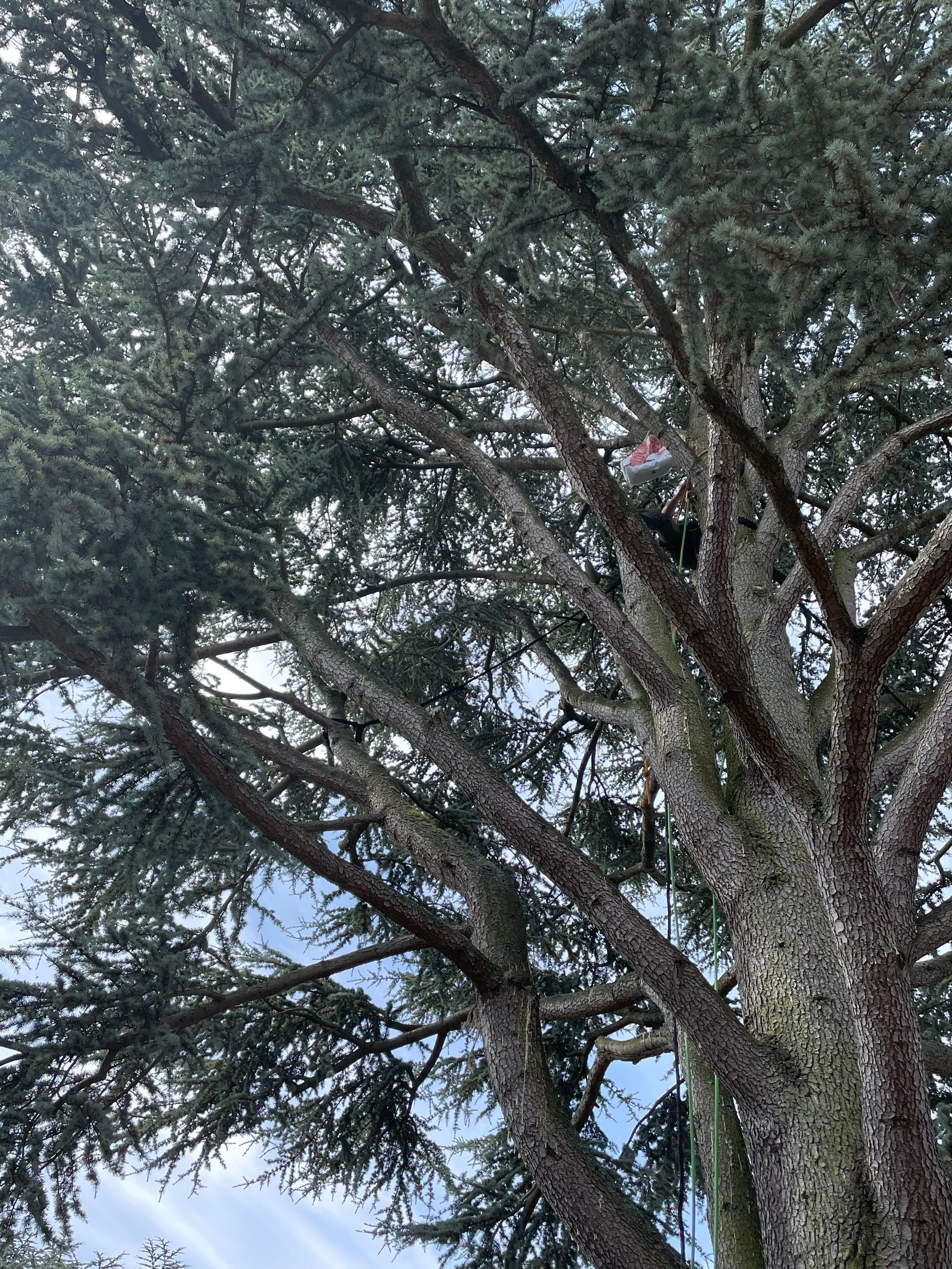 Travaux de haubanage de cèdre par notre élagueur-arboriste