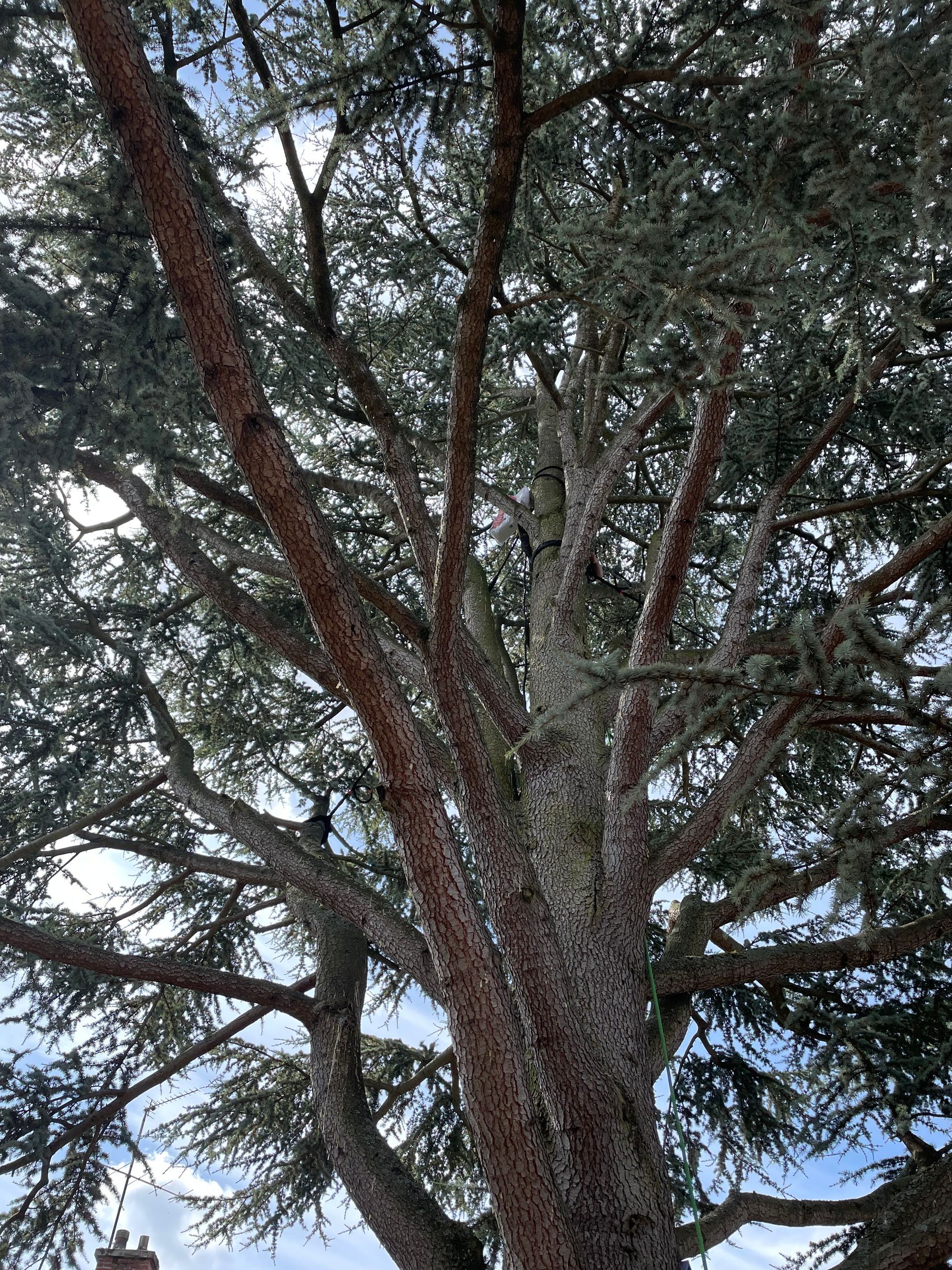 Travaux de haubanage de cèdre par Nathan Hery, élagueur-arboriste