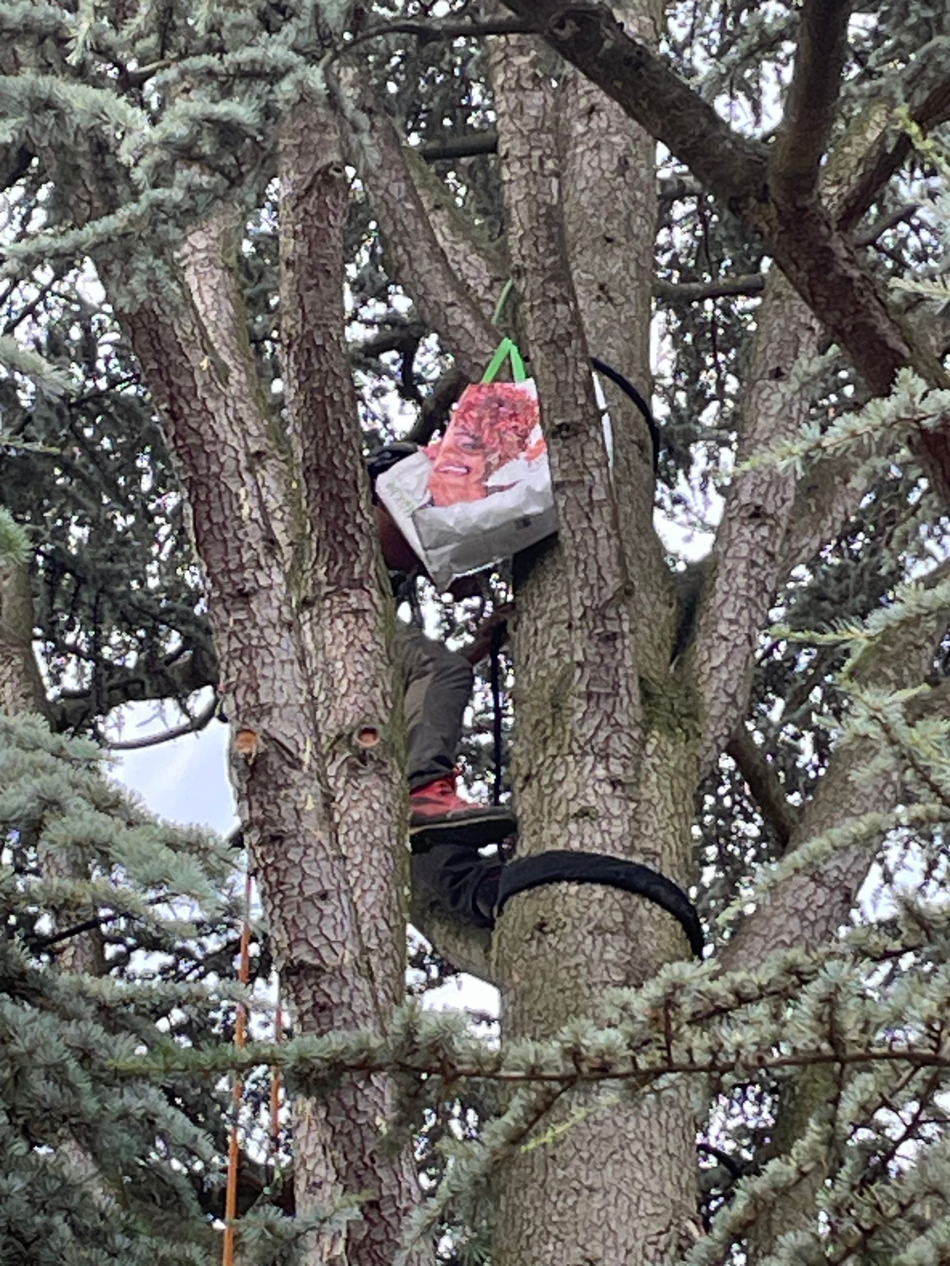 Travaux de haubanage de cèdre et coupe avec tronçonneuse
