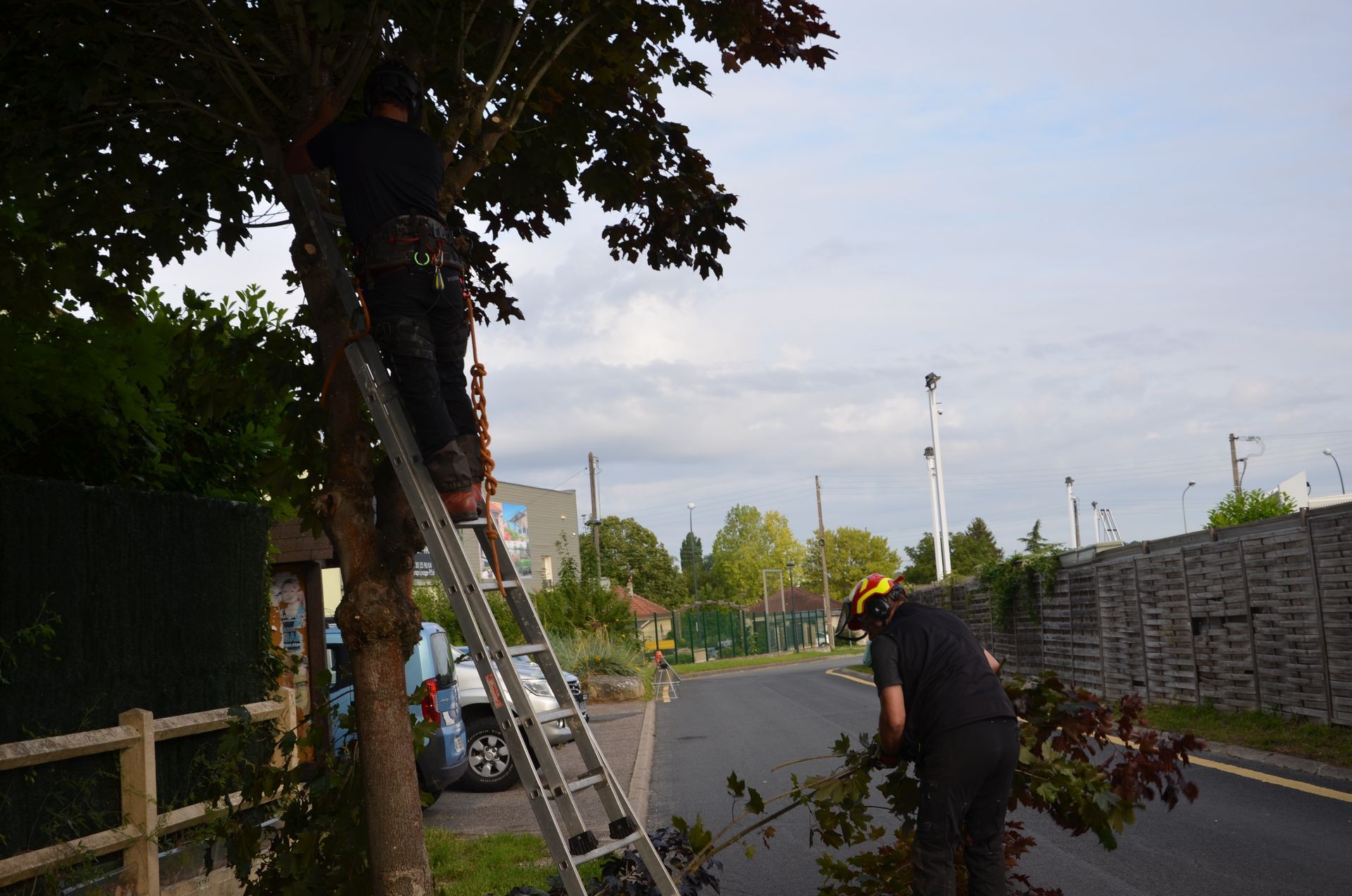 Remontée de branches d'arbre, passage, chemin