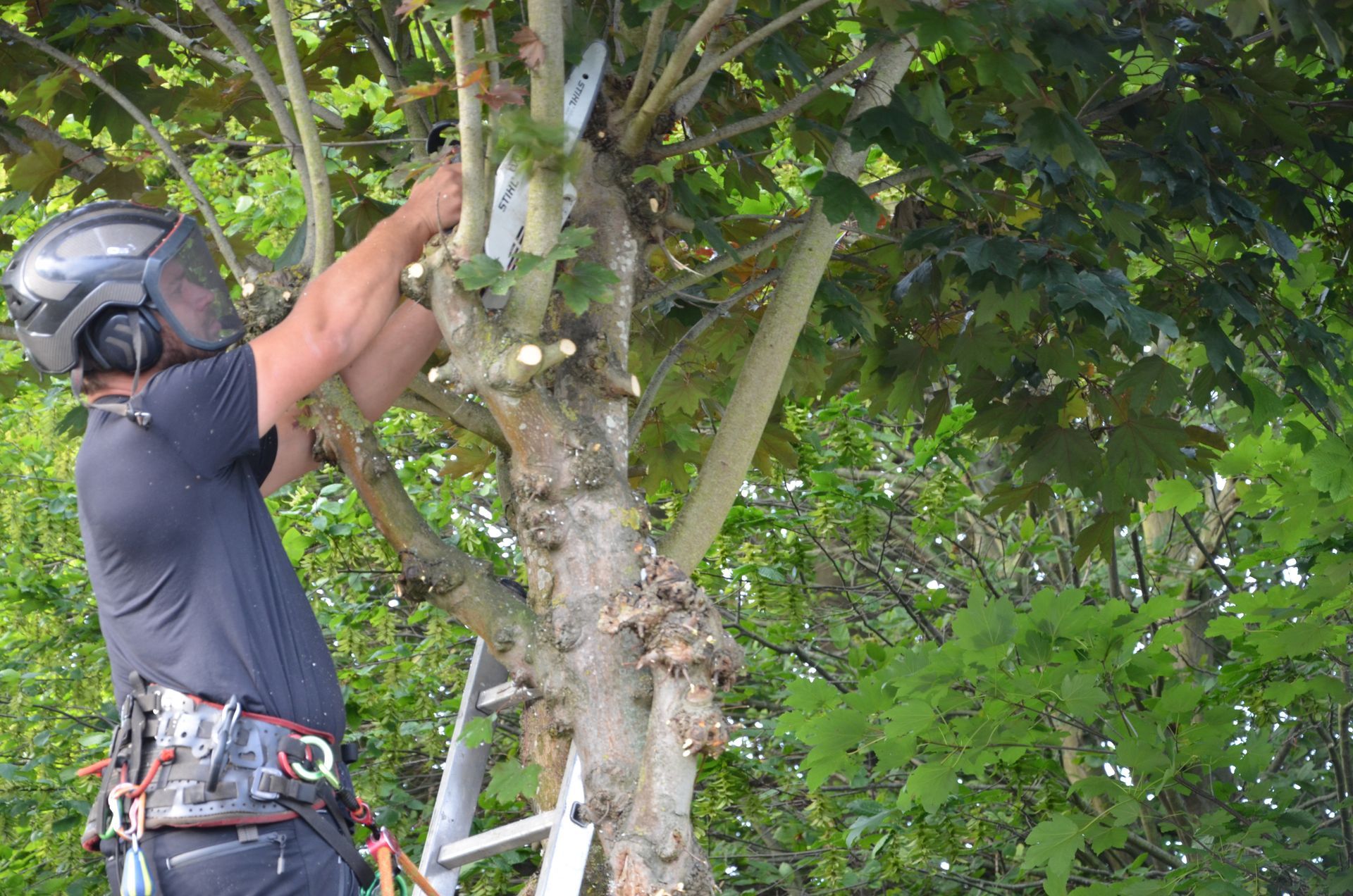 Remontée de branches d'arbre, tronçonneuse Stihl