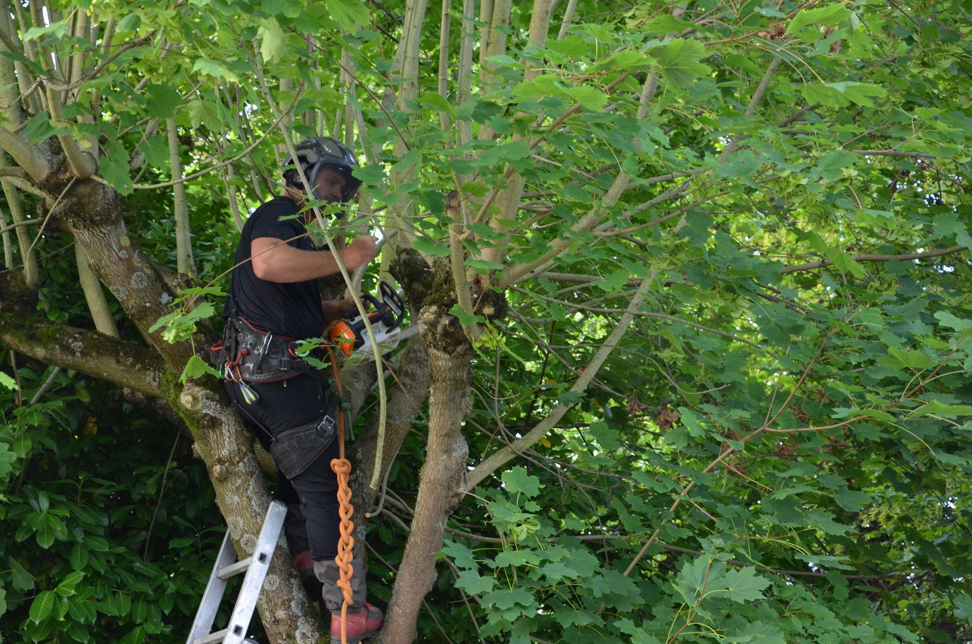 Remontée de branches d'arbre, tronçonneuse