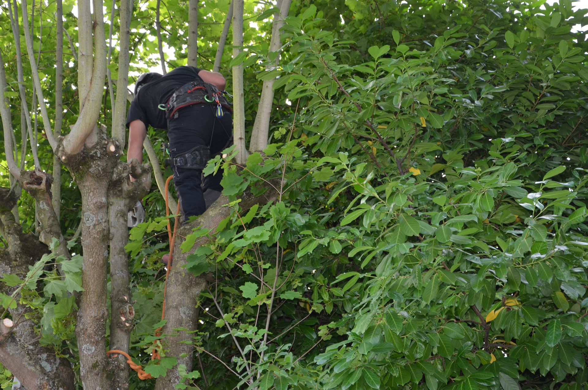 Remontée de branches d'arbre, attache avec câble de sécurité