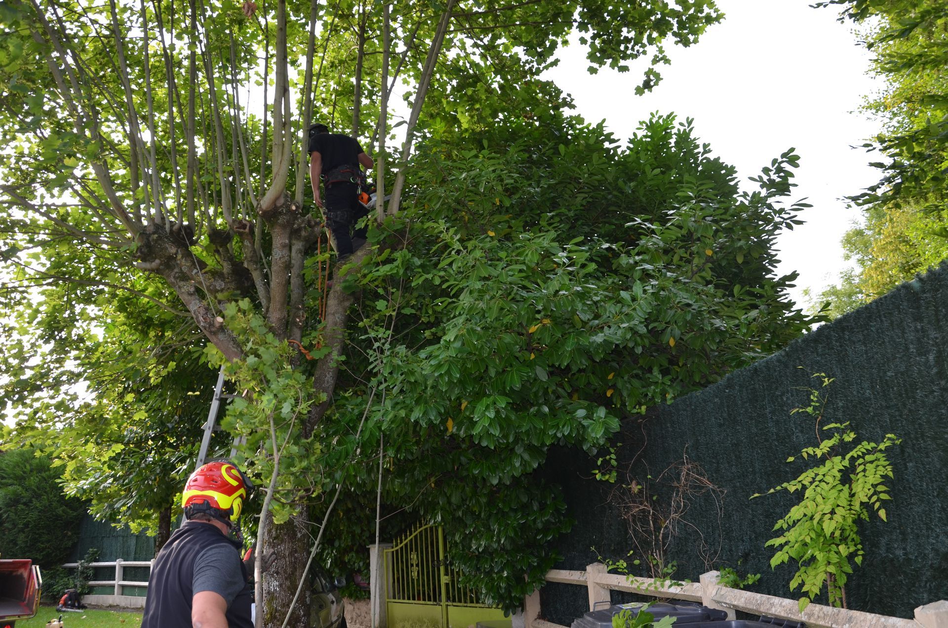 Ramassage de branches, vue sur échelle