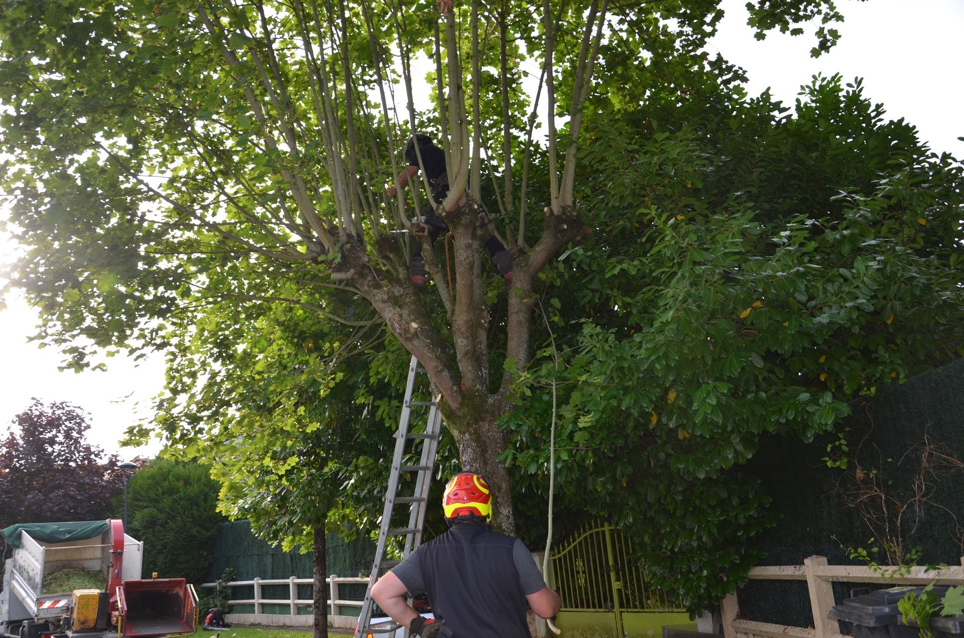 Remontée de branches d'arbre, travailleur au sol