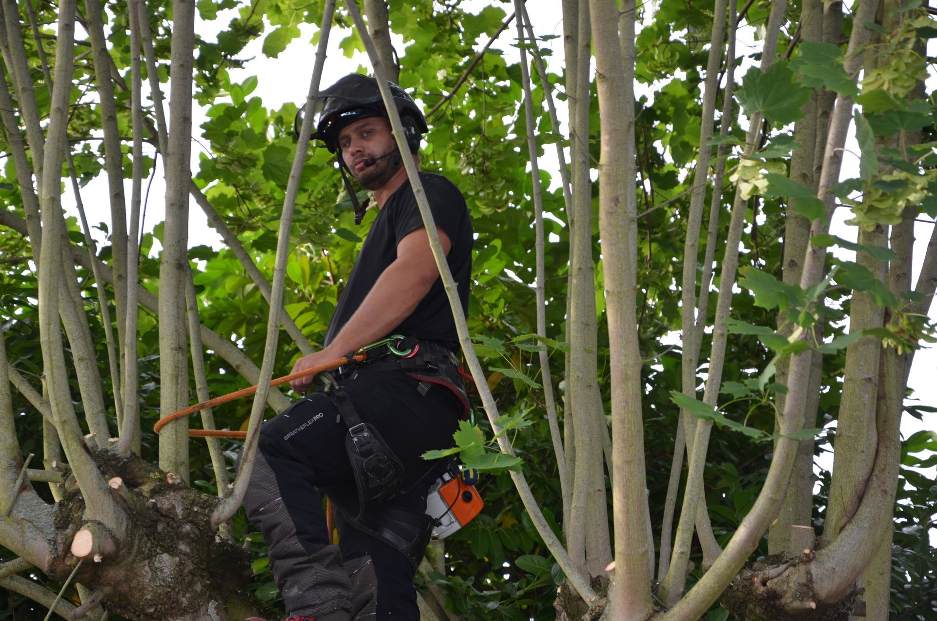 Remontée de branches, élagueur-arboriste en action