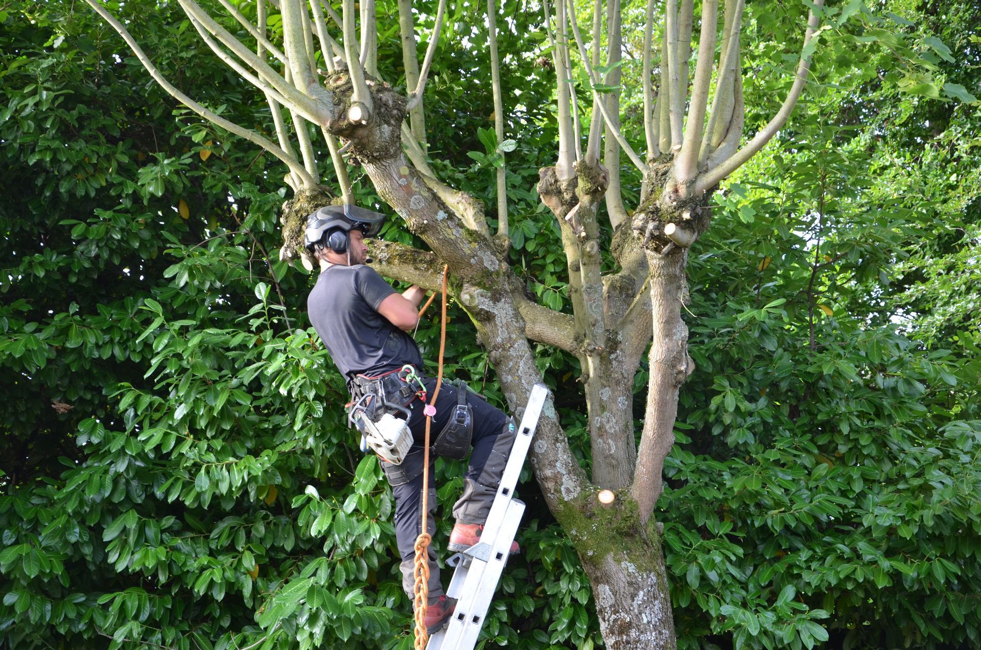Élagueur-arboriste en hauteur, avec câbles de sécurité