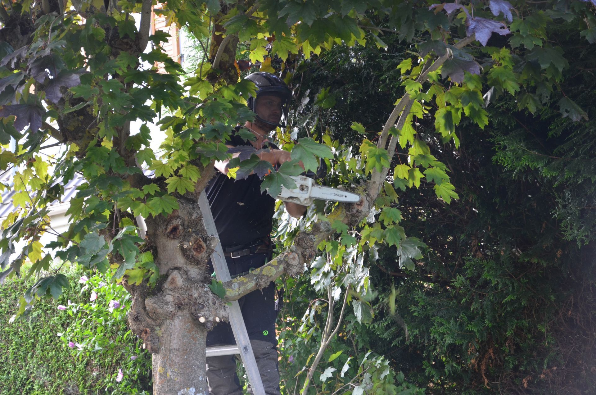 Remontée de branches chantier d'élagage en cours