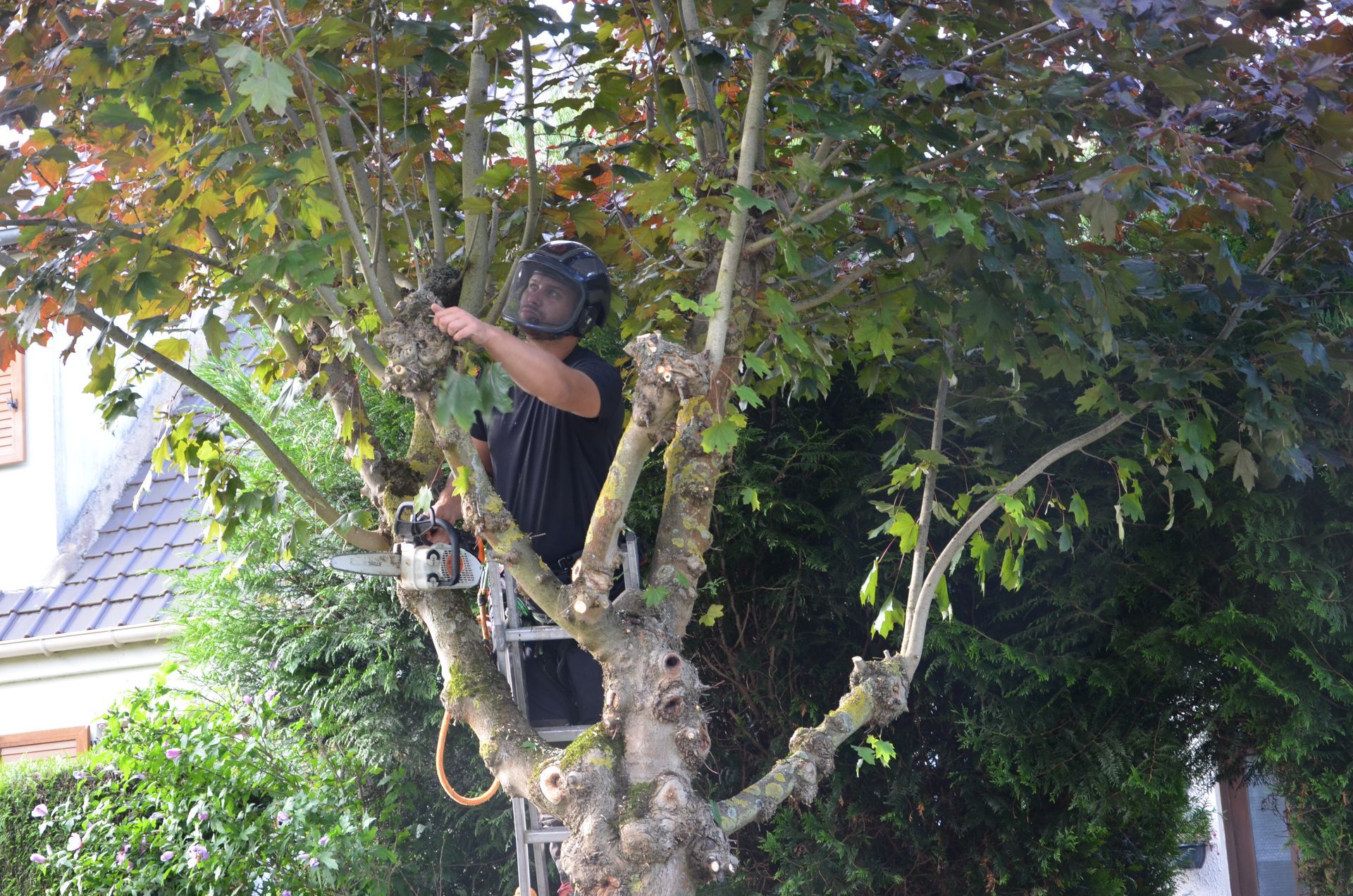 Taille d'arbre, remontée de branches