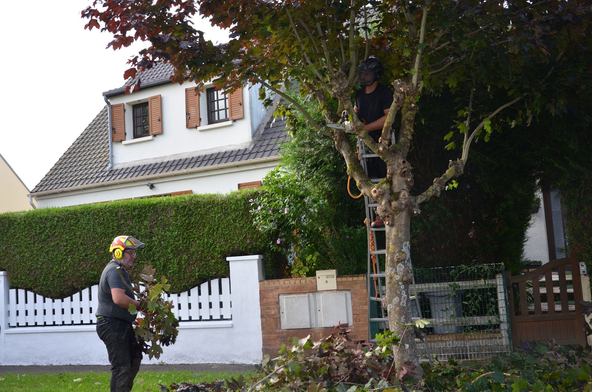 Taille d'arbre, élagueur et travailleur au sol