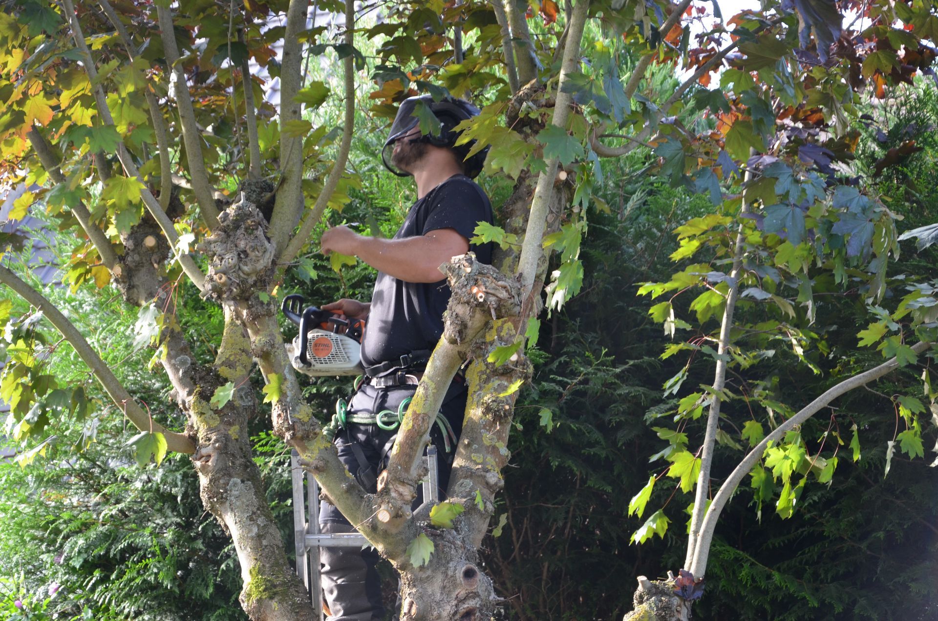 Remontée de branches basses par notre élagueur professionnel Nathan Hery