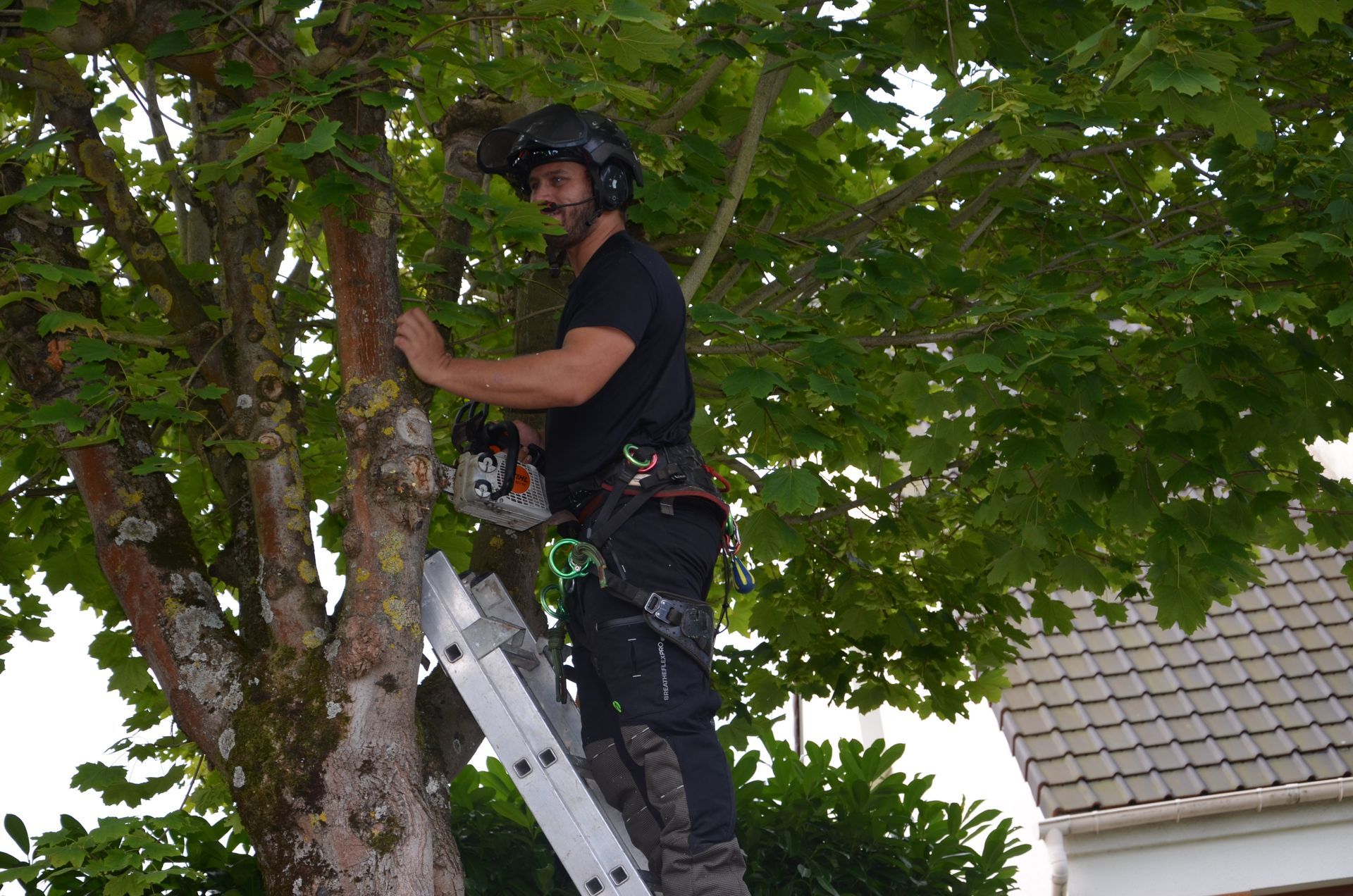 Remontée de branches, élagueur en action