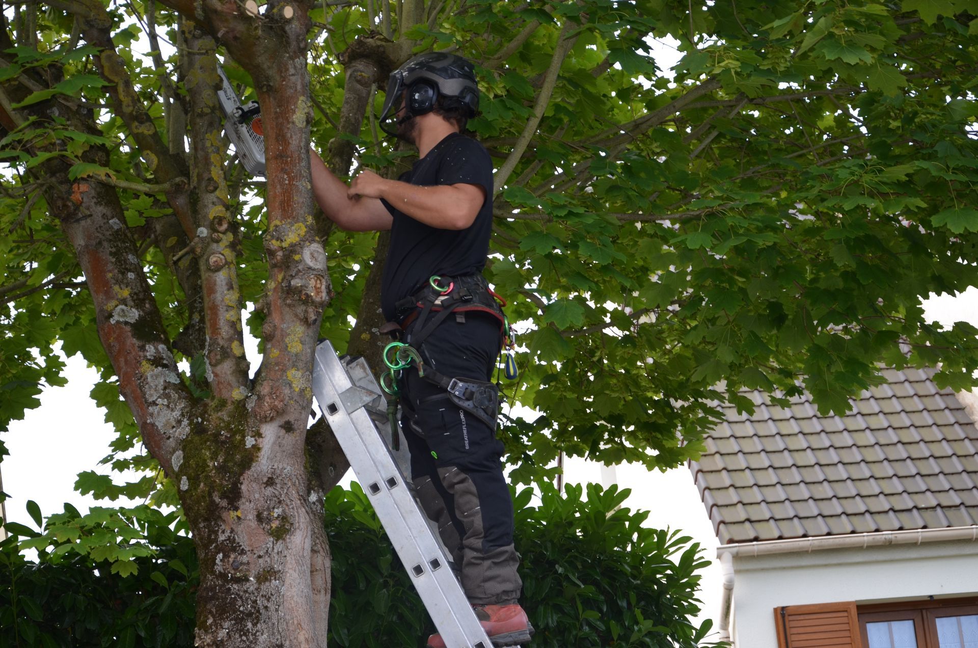 Remontée de branches, élagueur en action, gros plan