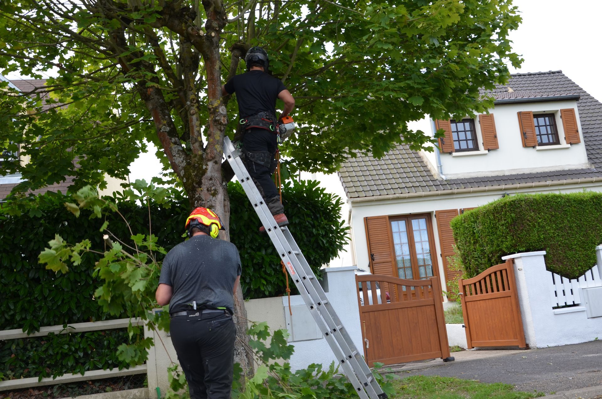 Remontée de branches, vue sur maison