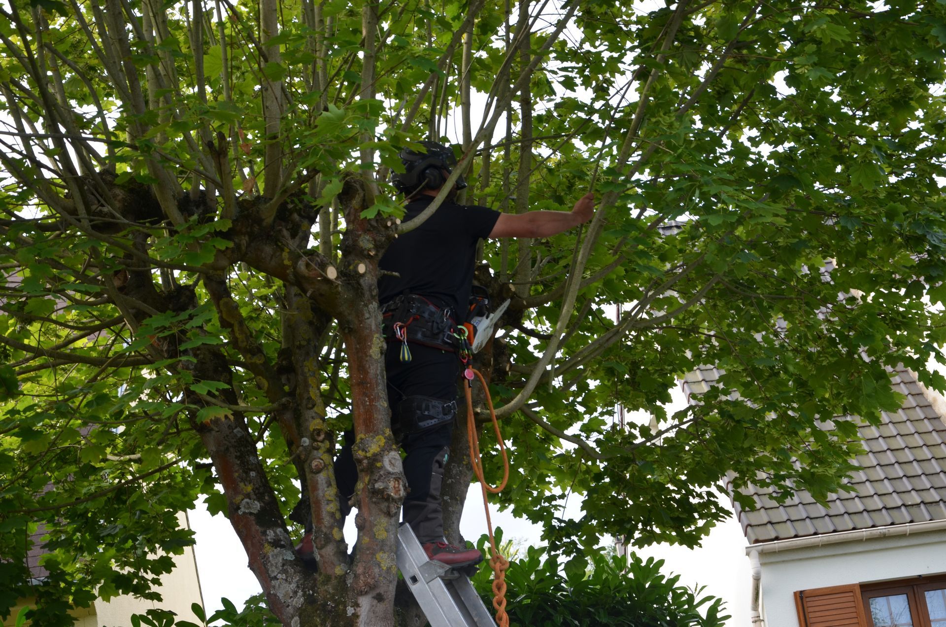 Taille spéciale remontée de branches, suite