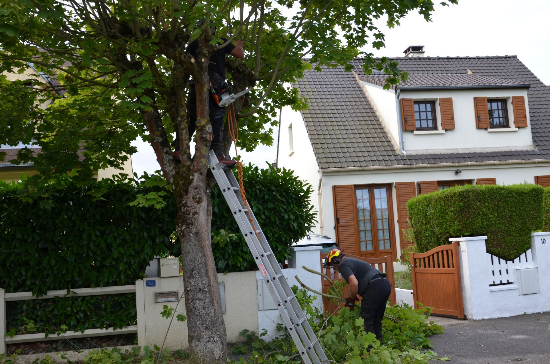 Taille spéciale remontée de branches, vue sur maison