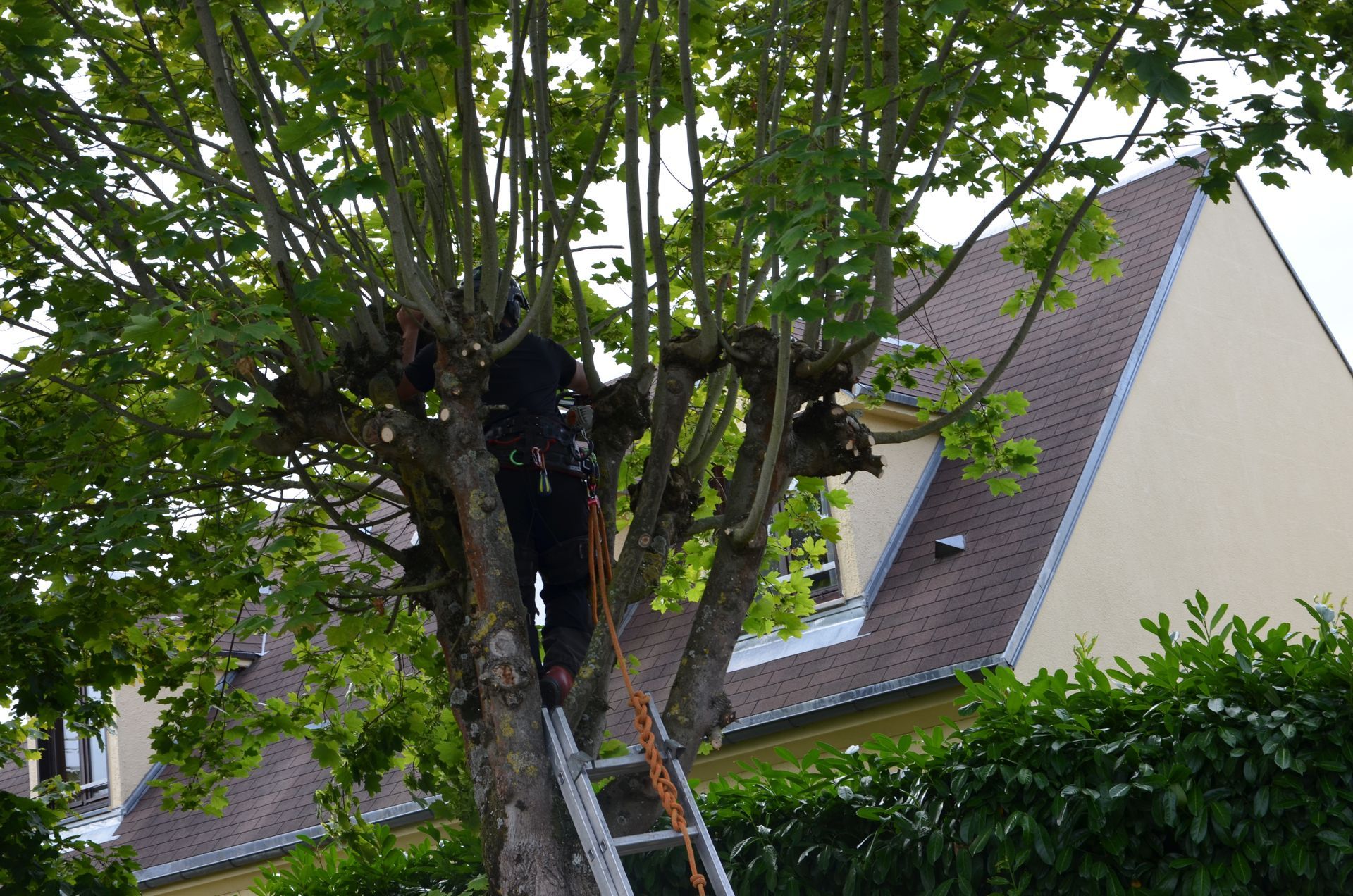 Taille pour remontée de branches
