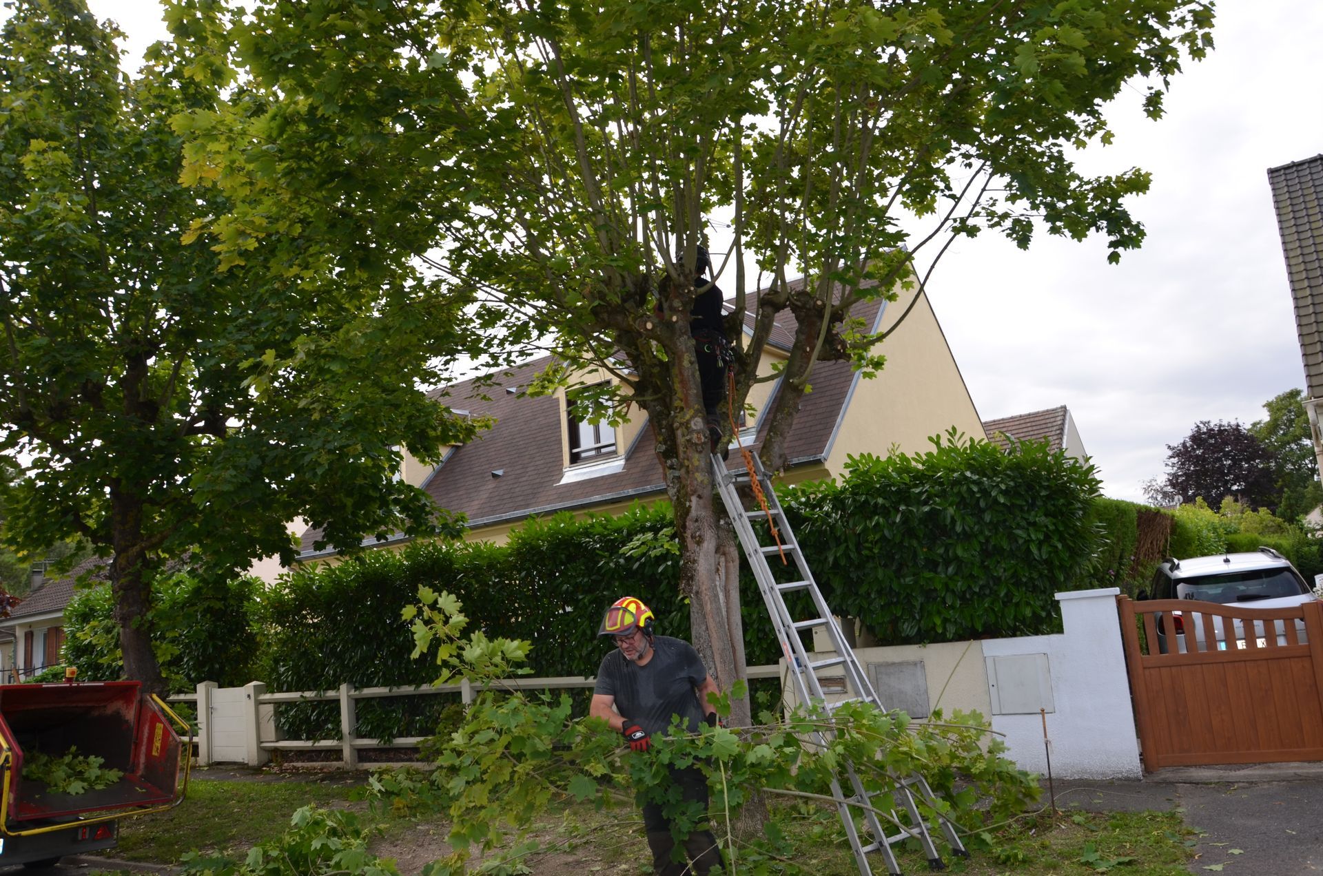 Taille pour remontée de branches, bord de route