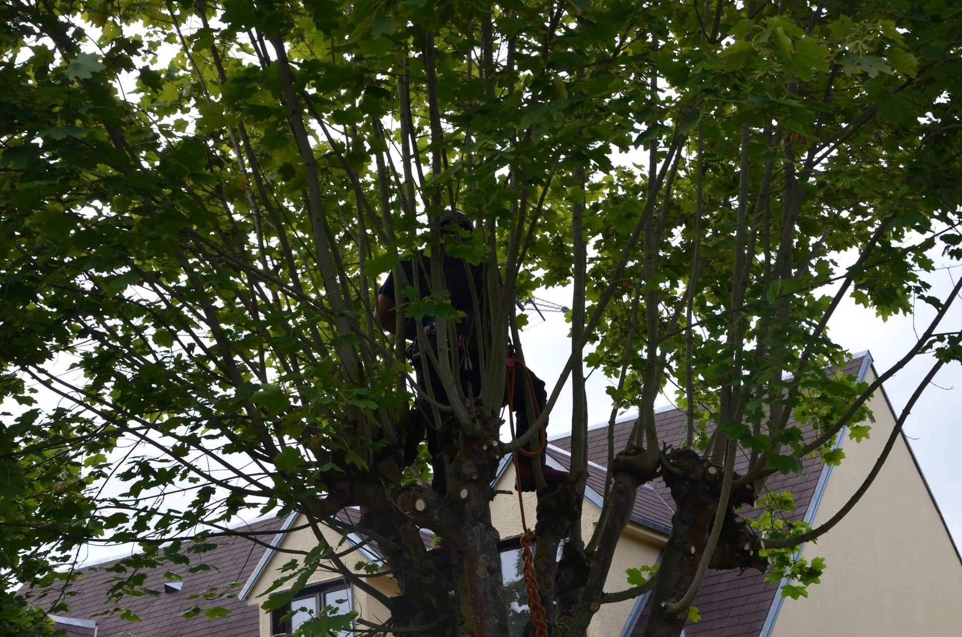 Remontée de branches basses, travaux en cours par Nathan Hery