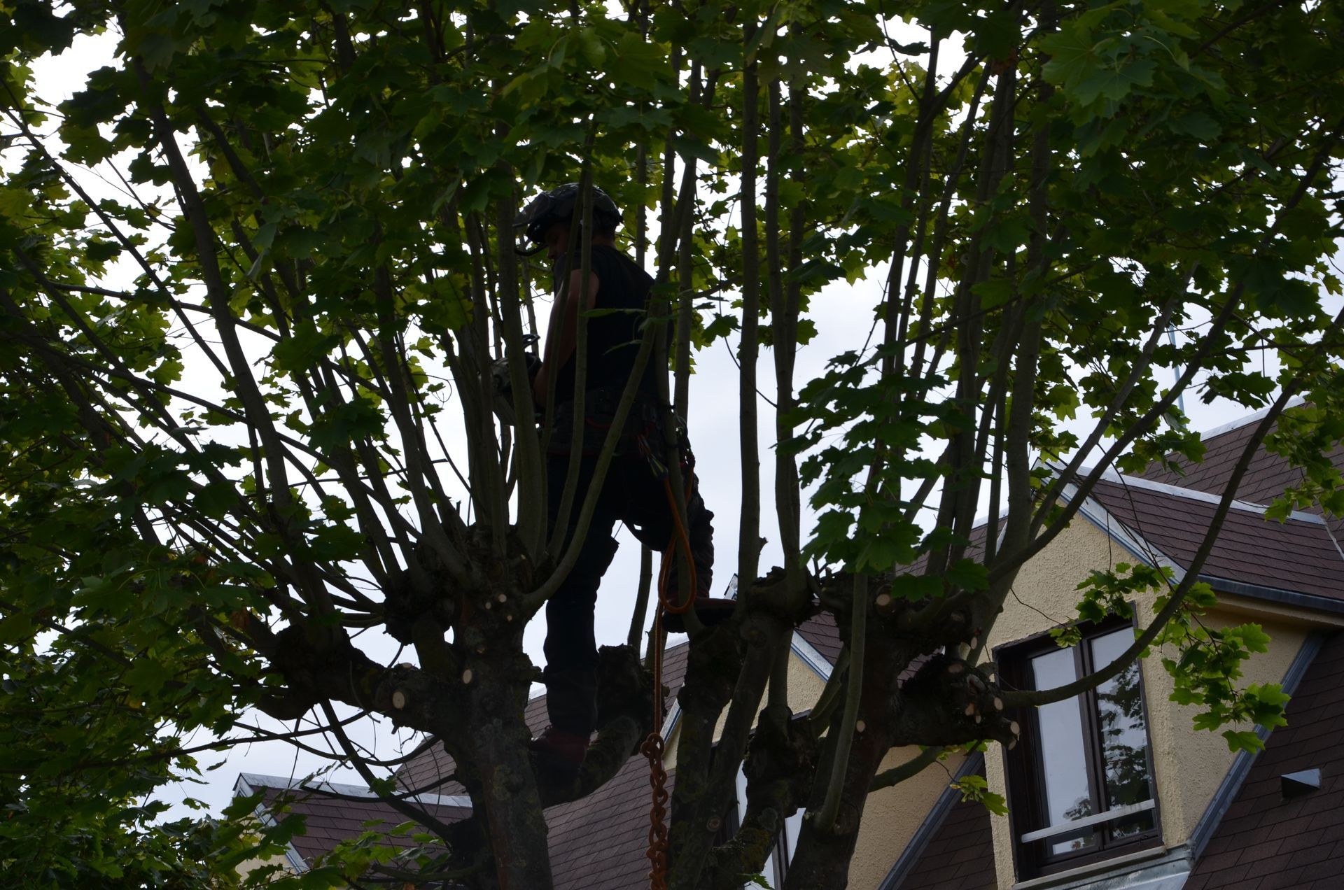 Remontée de branches basses en cours