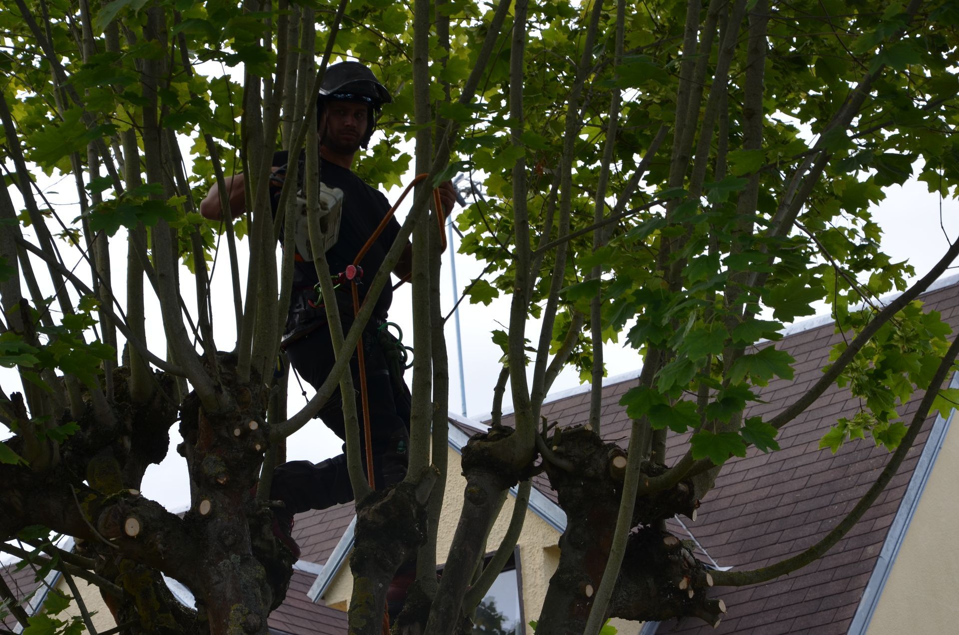 Remontée de branches basses, travaux en cours