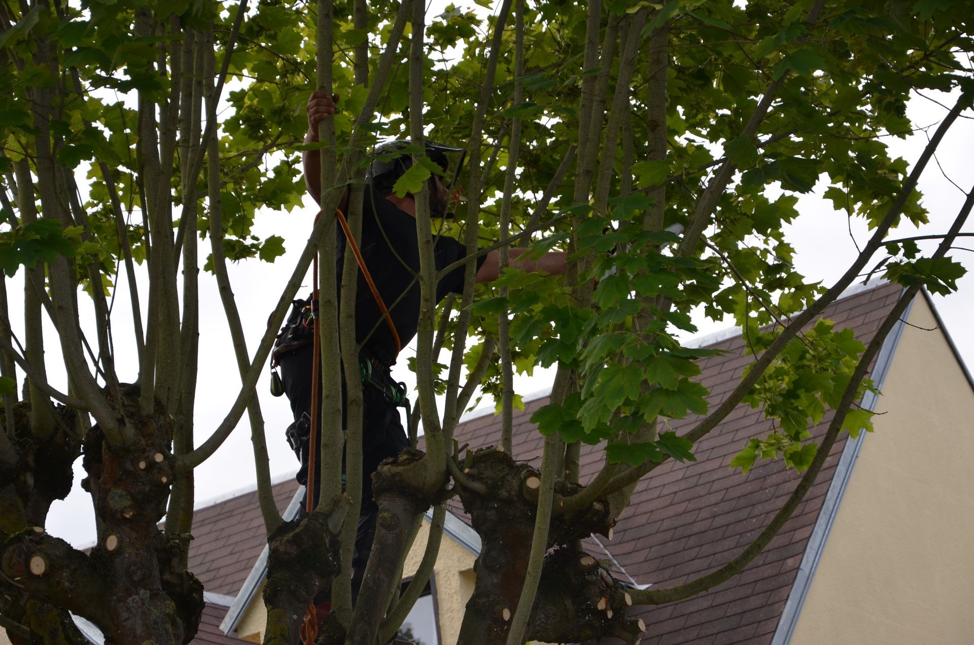 Remontée de branches basses, suite des travaux de taille