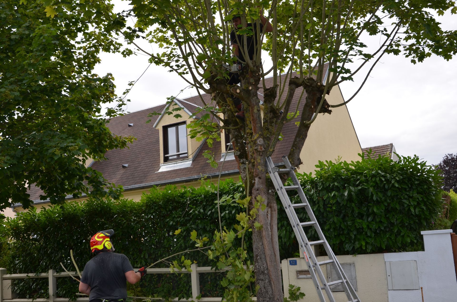 Remontée de branches basses, échelle
