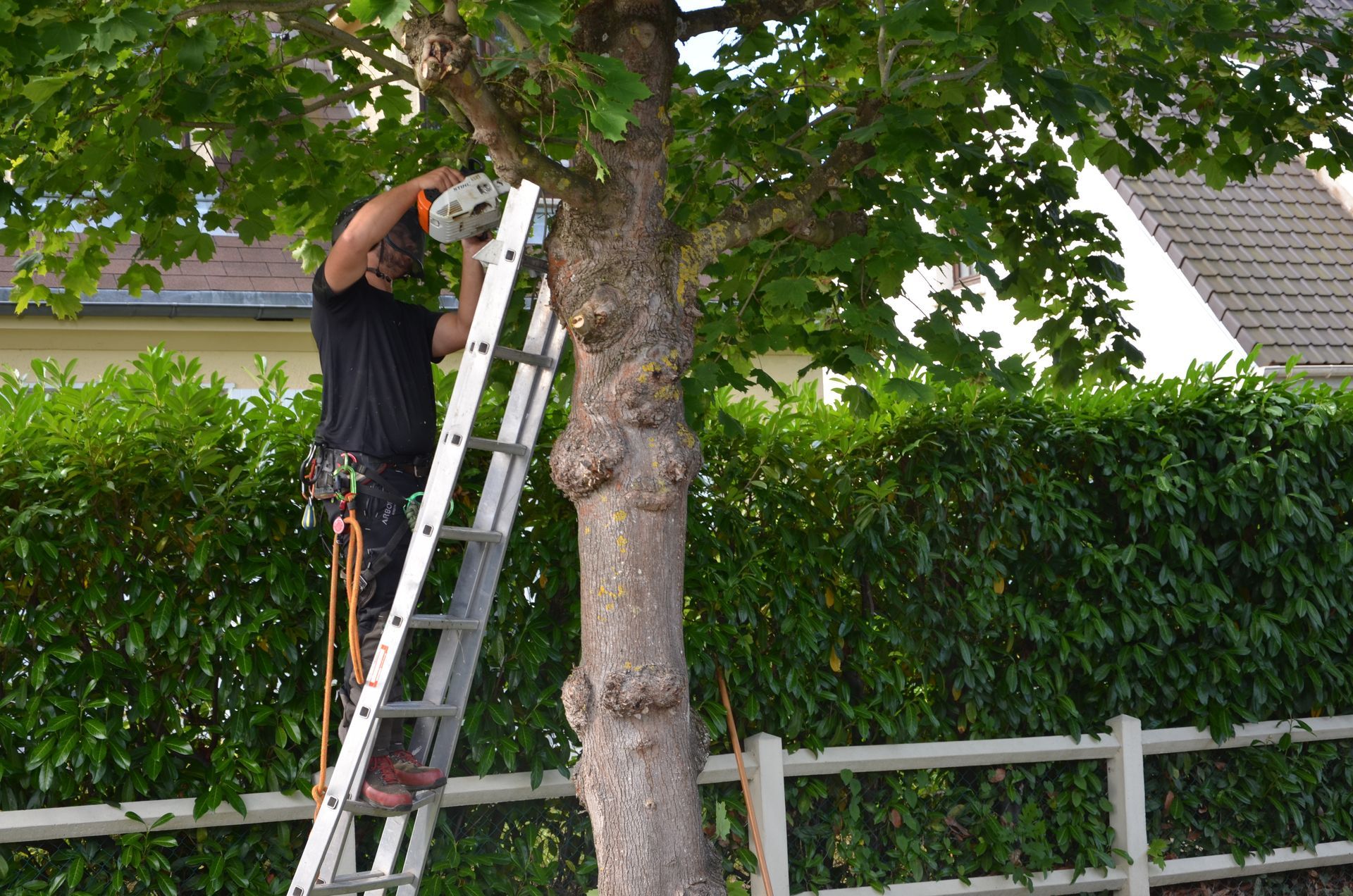 Remontée de branches basses par Nathan