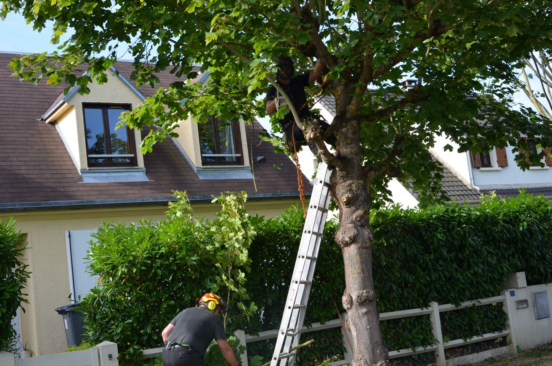 Remontée de branches basses, route